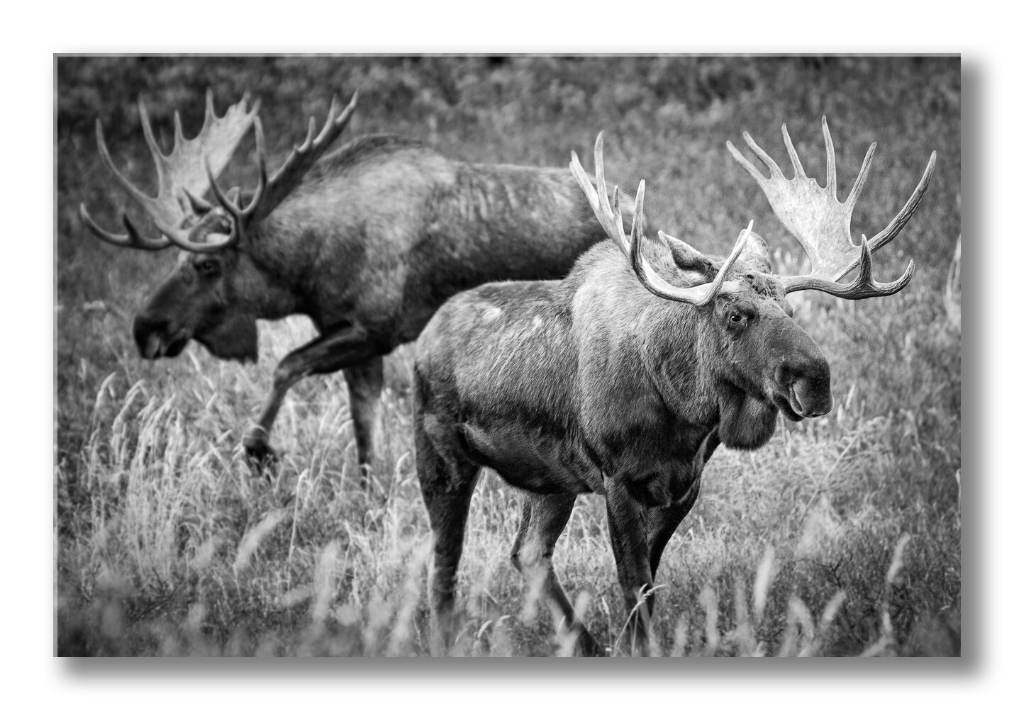 FineArt-Bull-moose.jpg