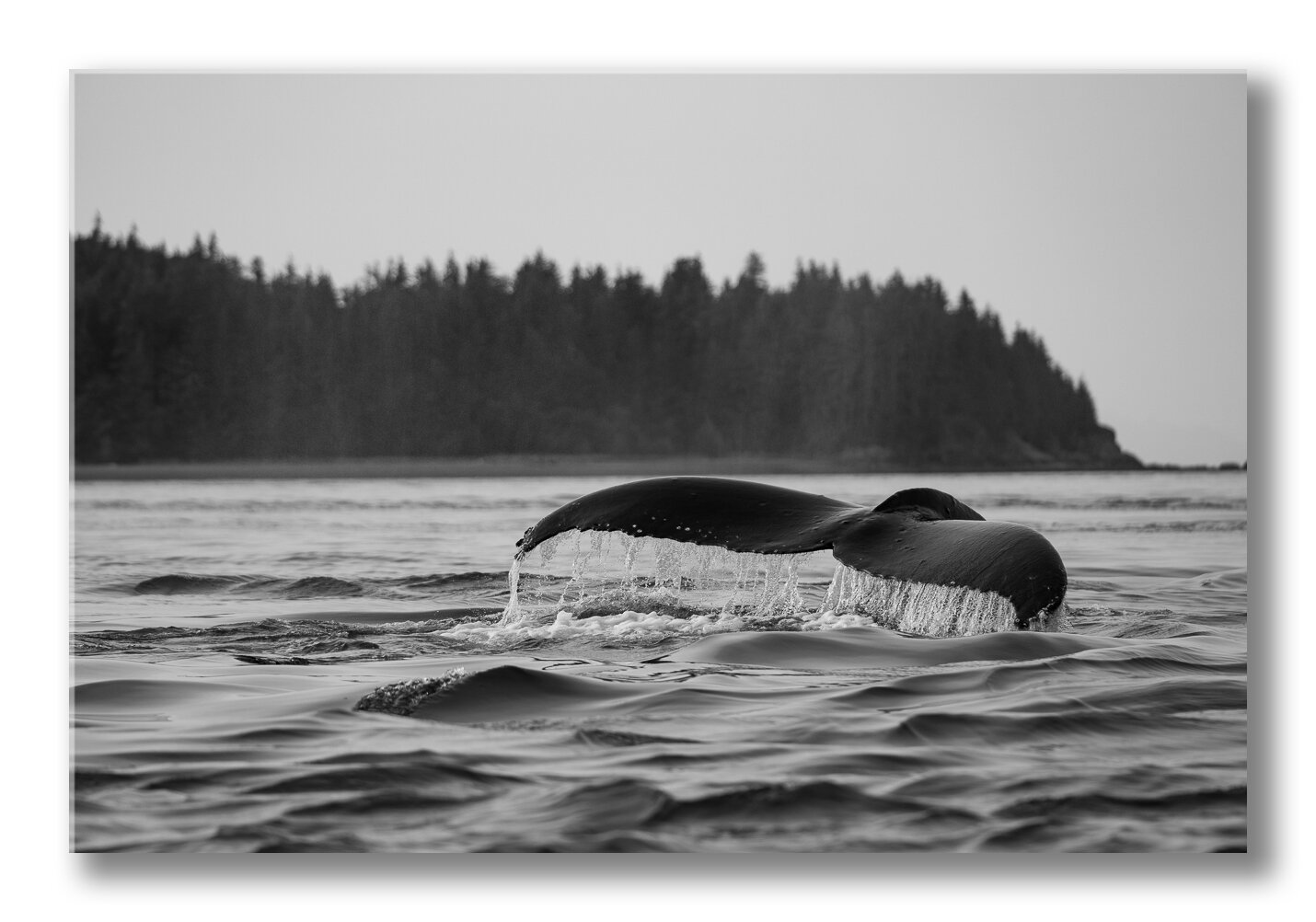 FineArt-Dawn-fluke.jpg