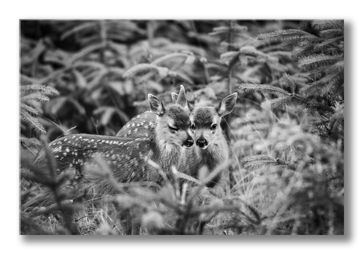 FineArt-deer-whisper.jpg