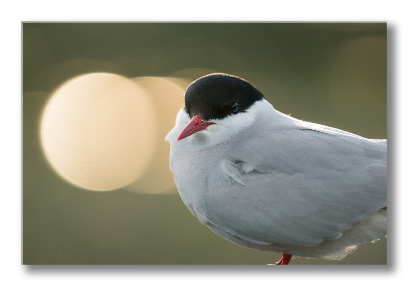 FineArt-Arctic-tern-portrait.jpg
