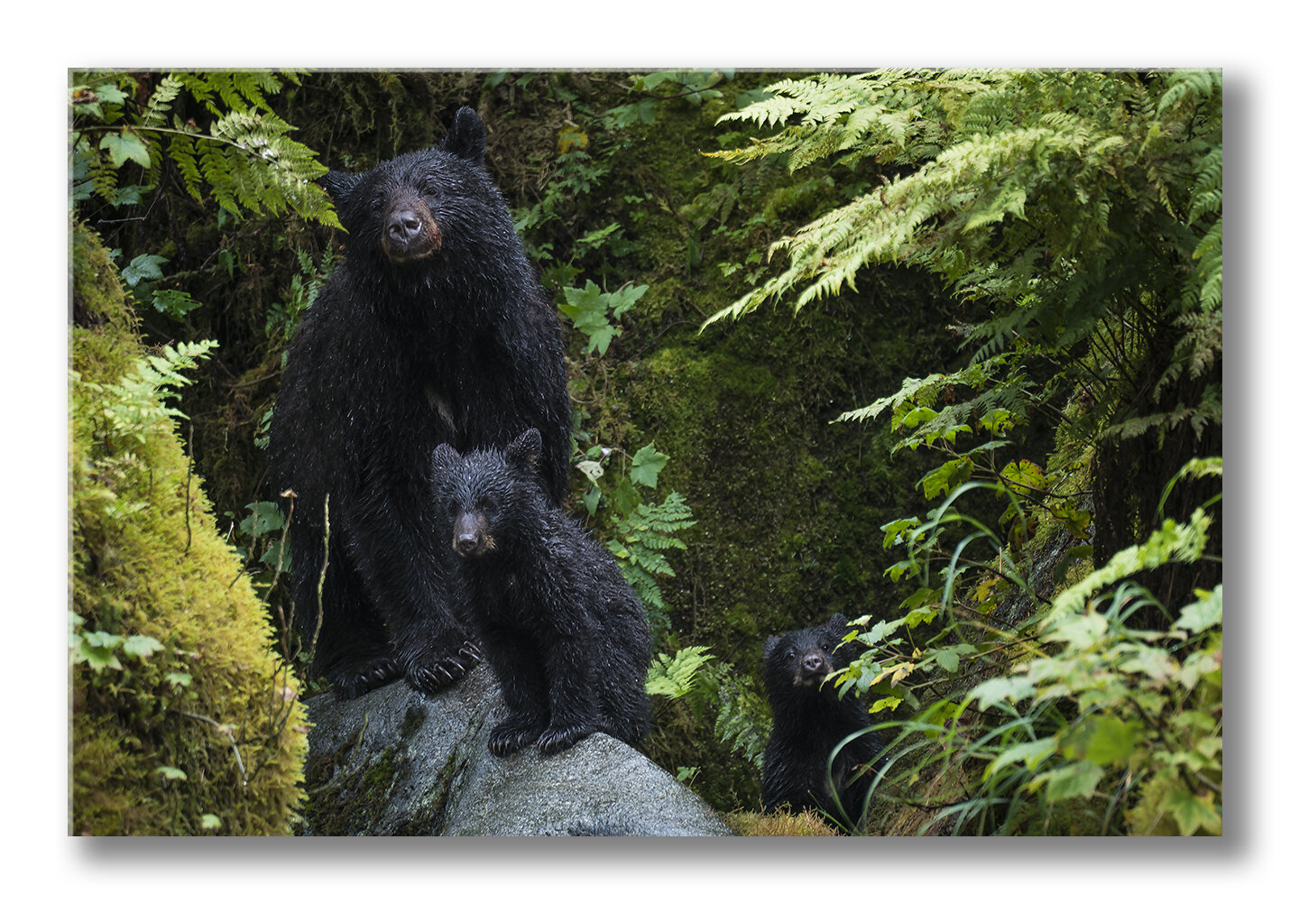 FineArt-Black-bear.jpg