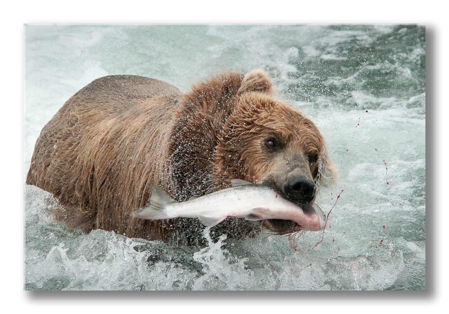 FineArt-Brown-bear-catching-salmon.jpg