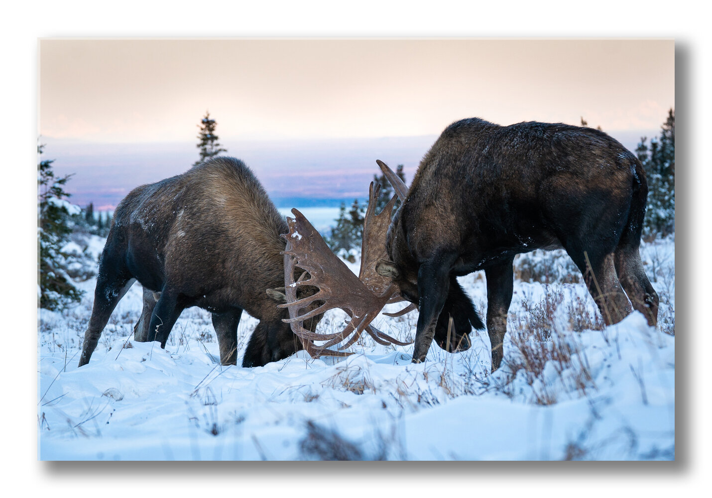 FineArt-bull-moose-.jpg