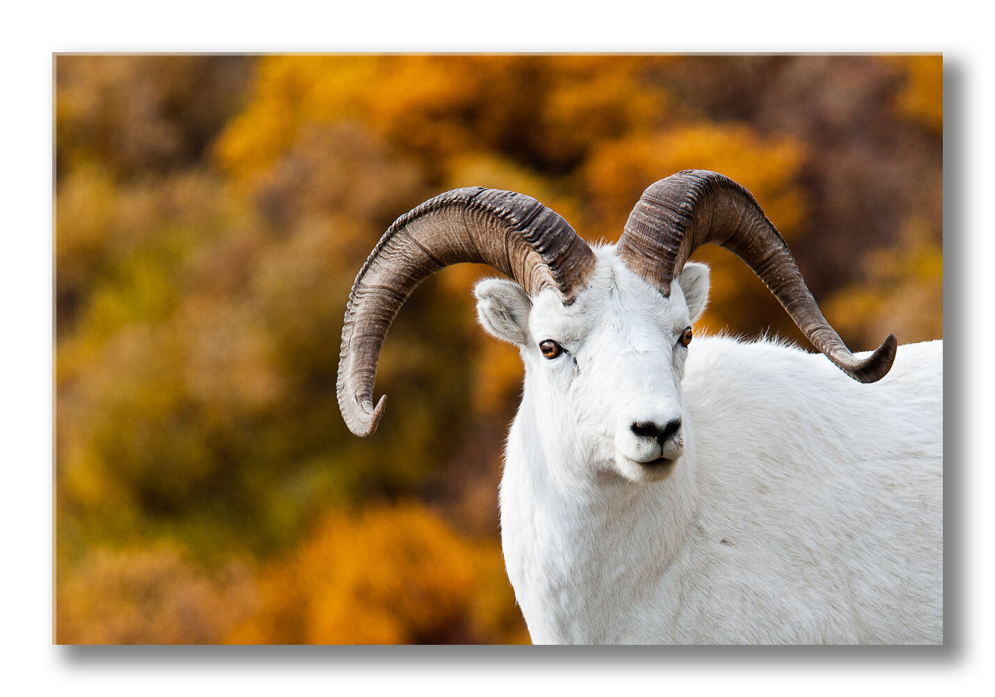 FineArt-Dallsheep.jpg