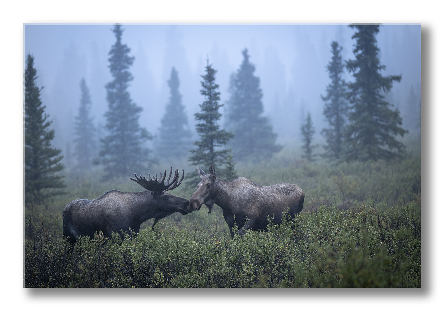 FineArt-misty-morning.jpg