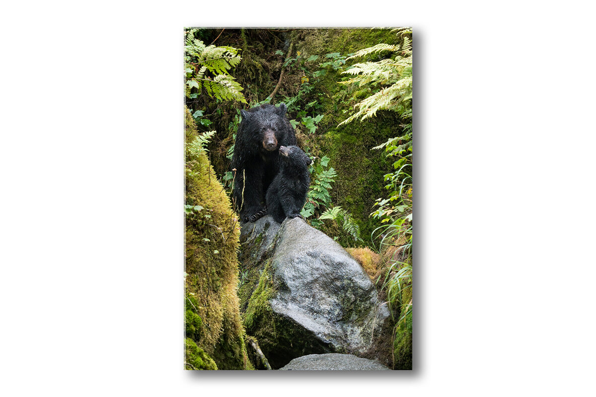 Black-bear-mon-and-cub-Vertical-Thumnail+.jpg