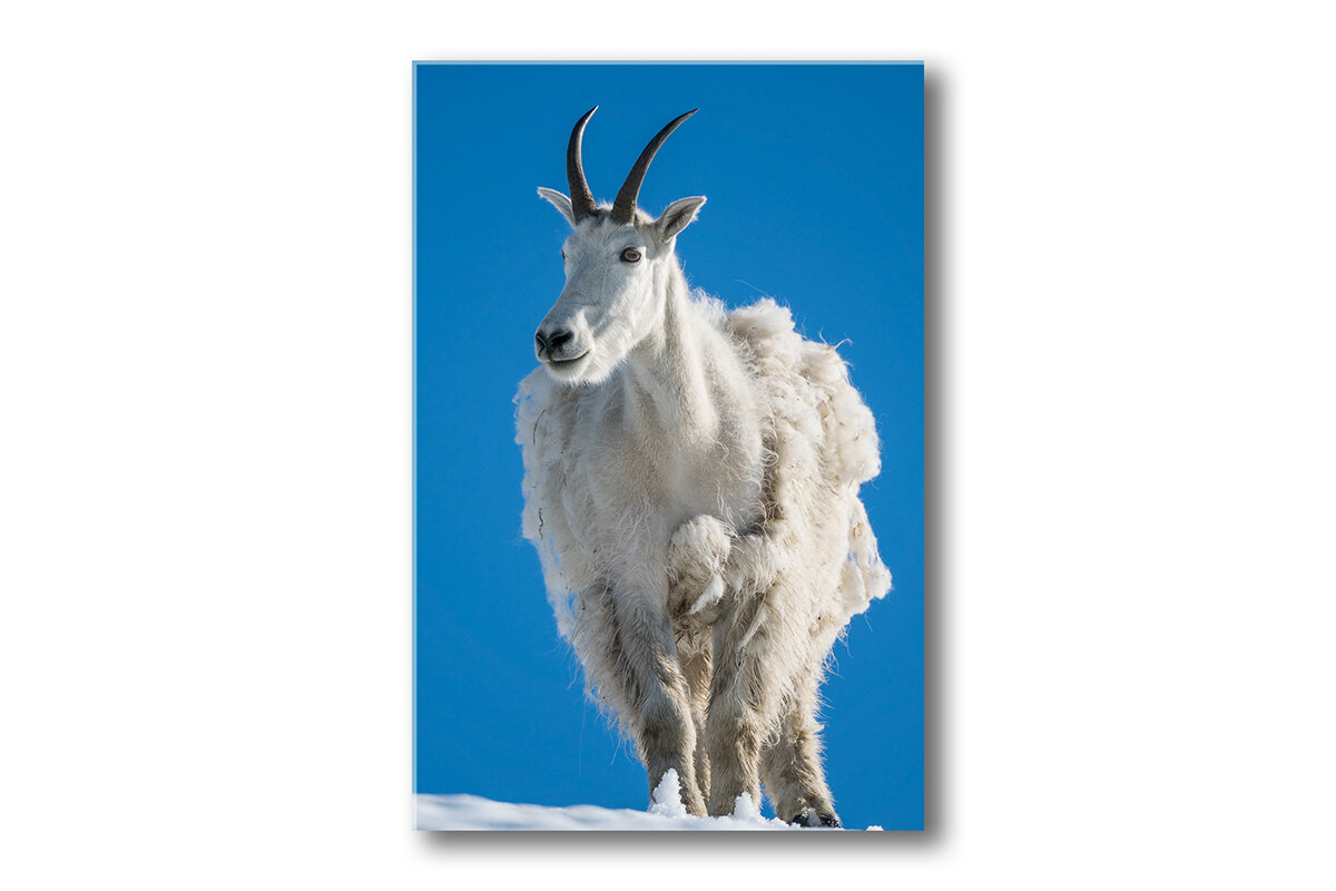 Mountain-goat-Vertical-Thumnail+.jpg