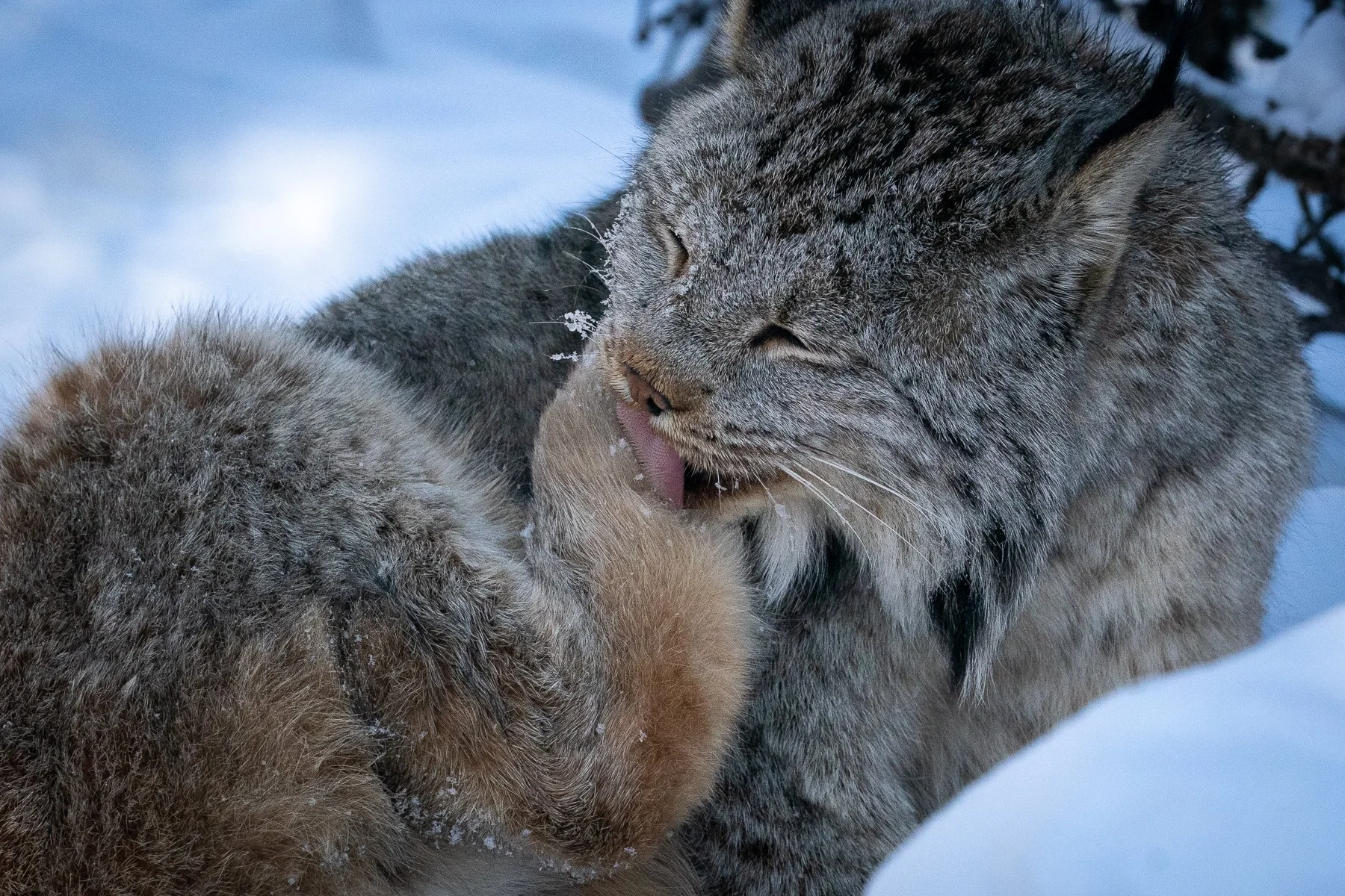 オオヤマネコ 第三章