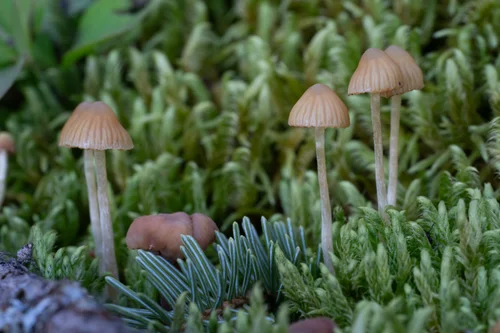 紅葉ハイキング