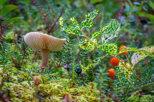 アラスカのキノコとベリー