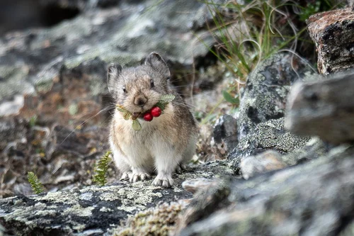 同定ワークショップの様子