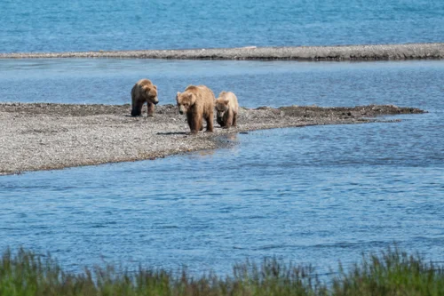 Coastal brown bear foraging