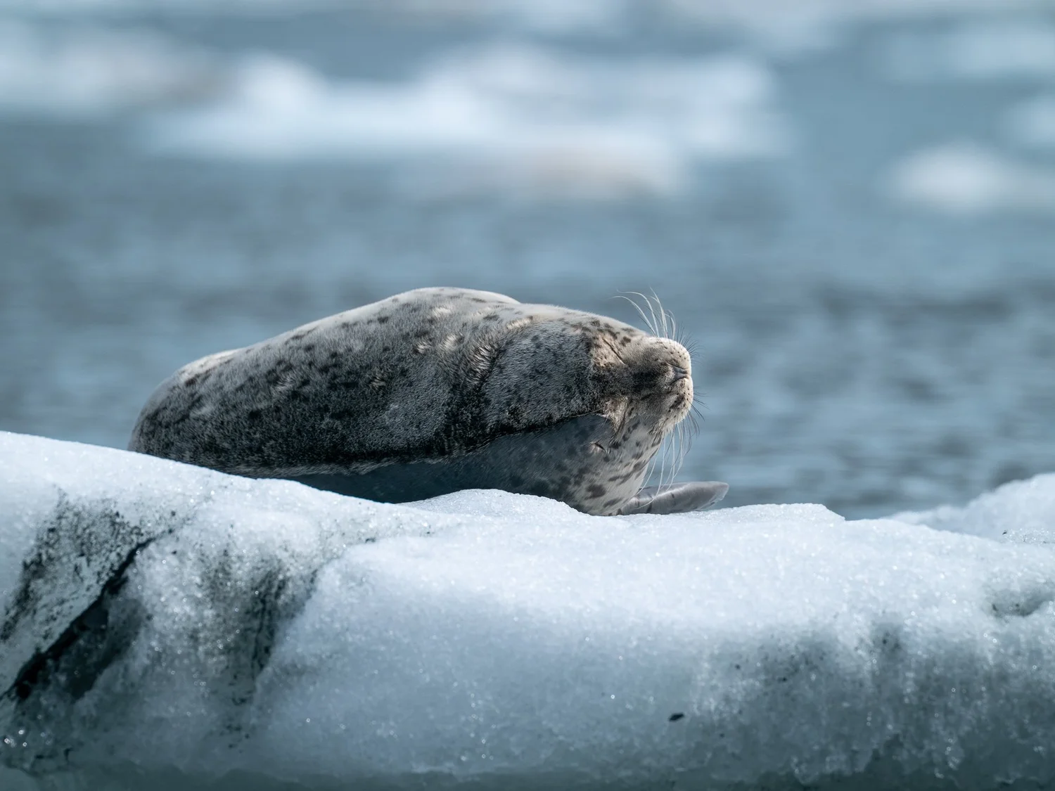 海鳥・海獣観察