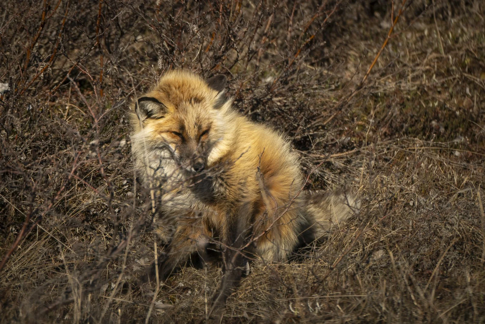 アラスカのトナカイ — Nakashima Photography
