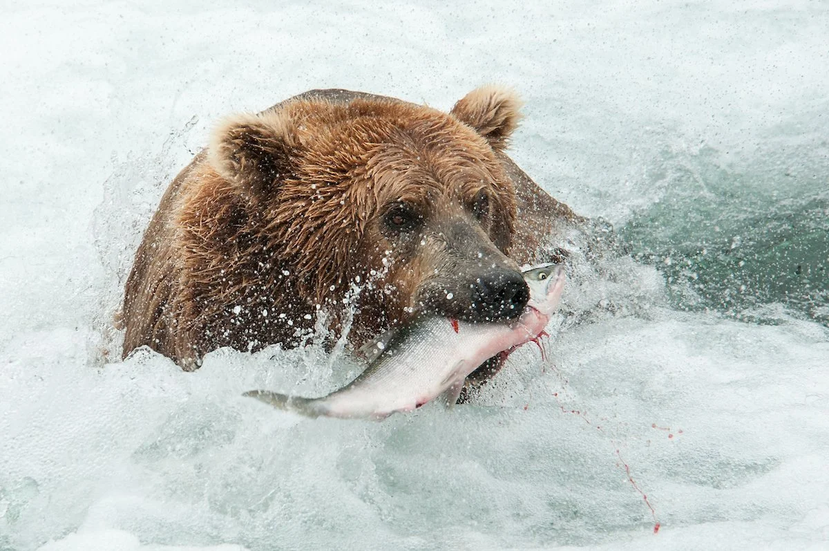 カトマイ国立公園のヒグマ