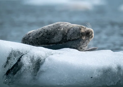 海鳥・海獣観察