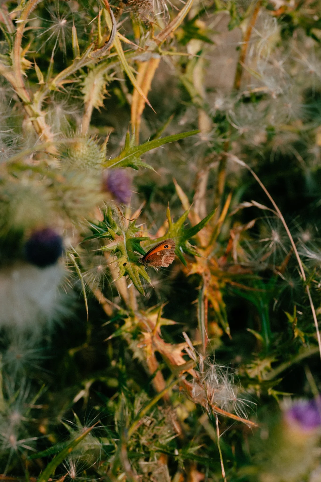 Meadows-29.jpg