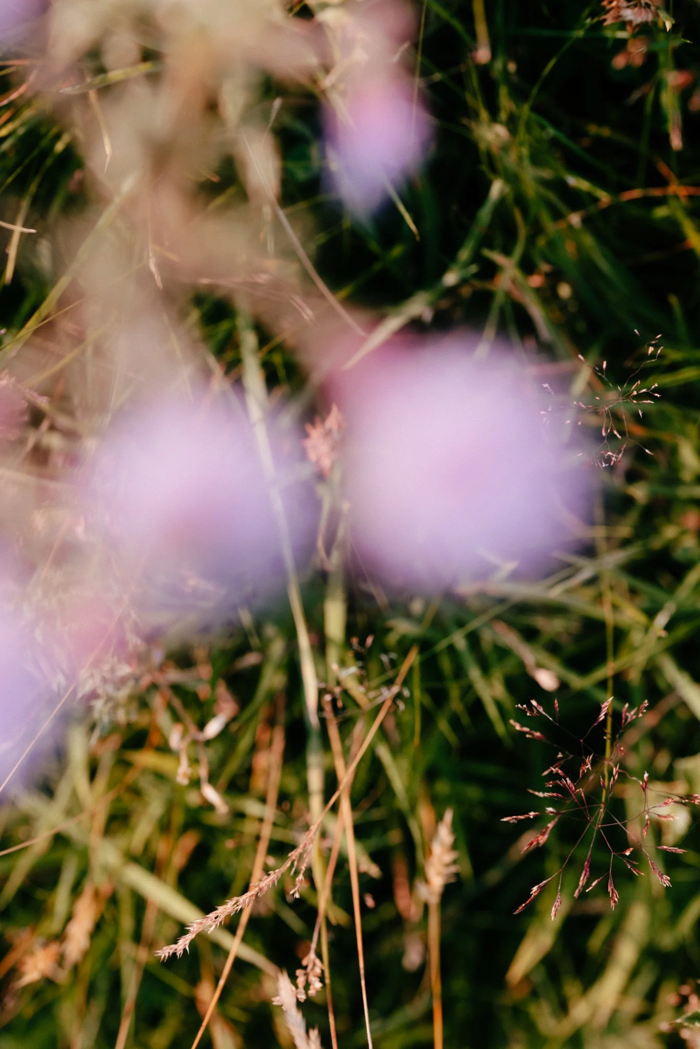 Meadows-22.jpg