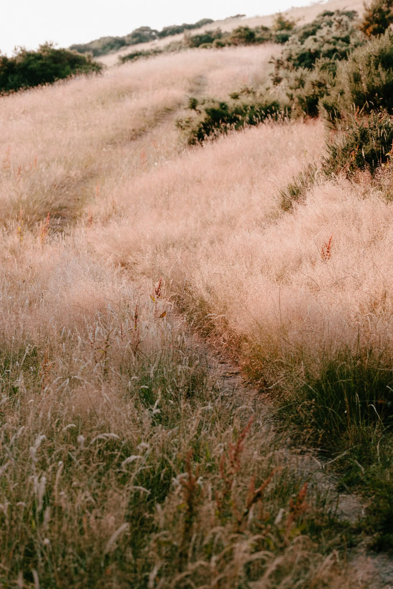 Meadows-01.jpg