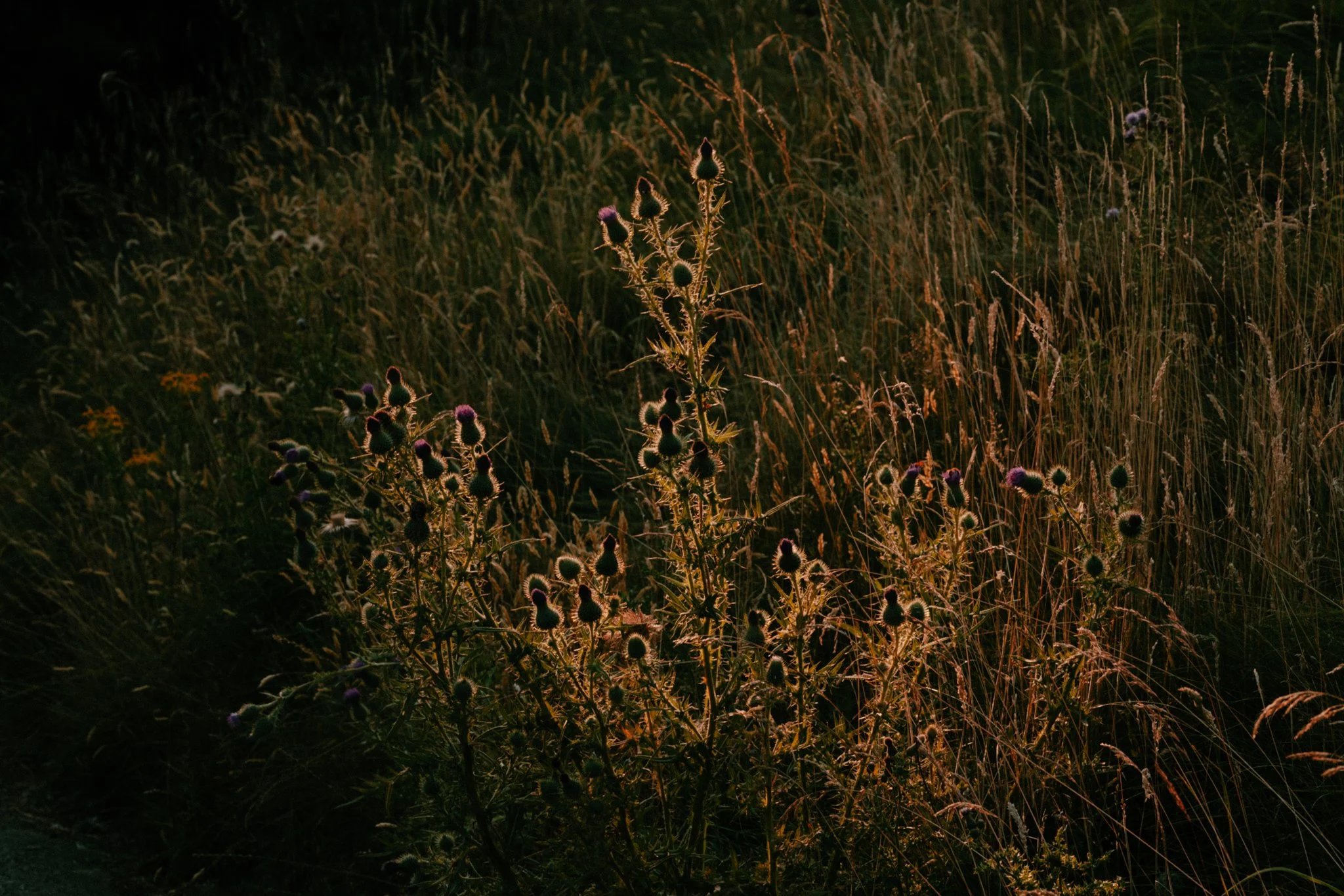 Meadows-11.jpg