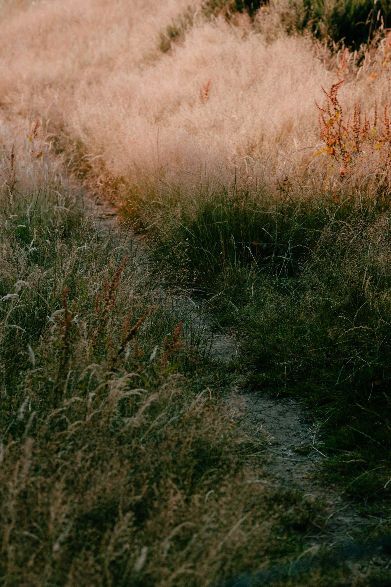 Meadows-18.jpg