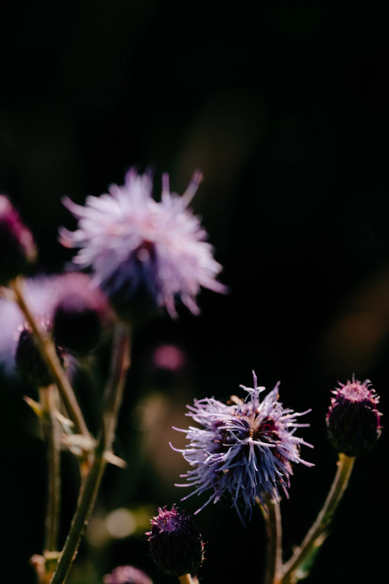 Meadows-23.jpg