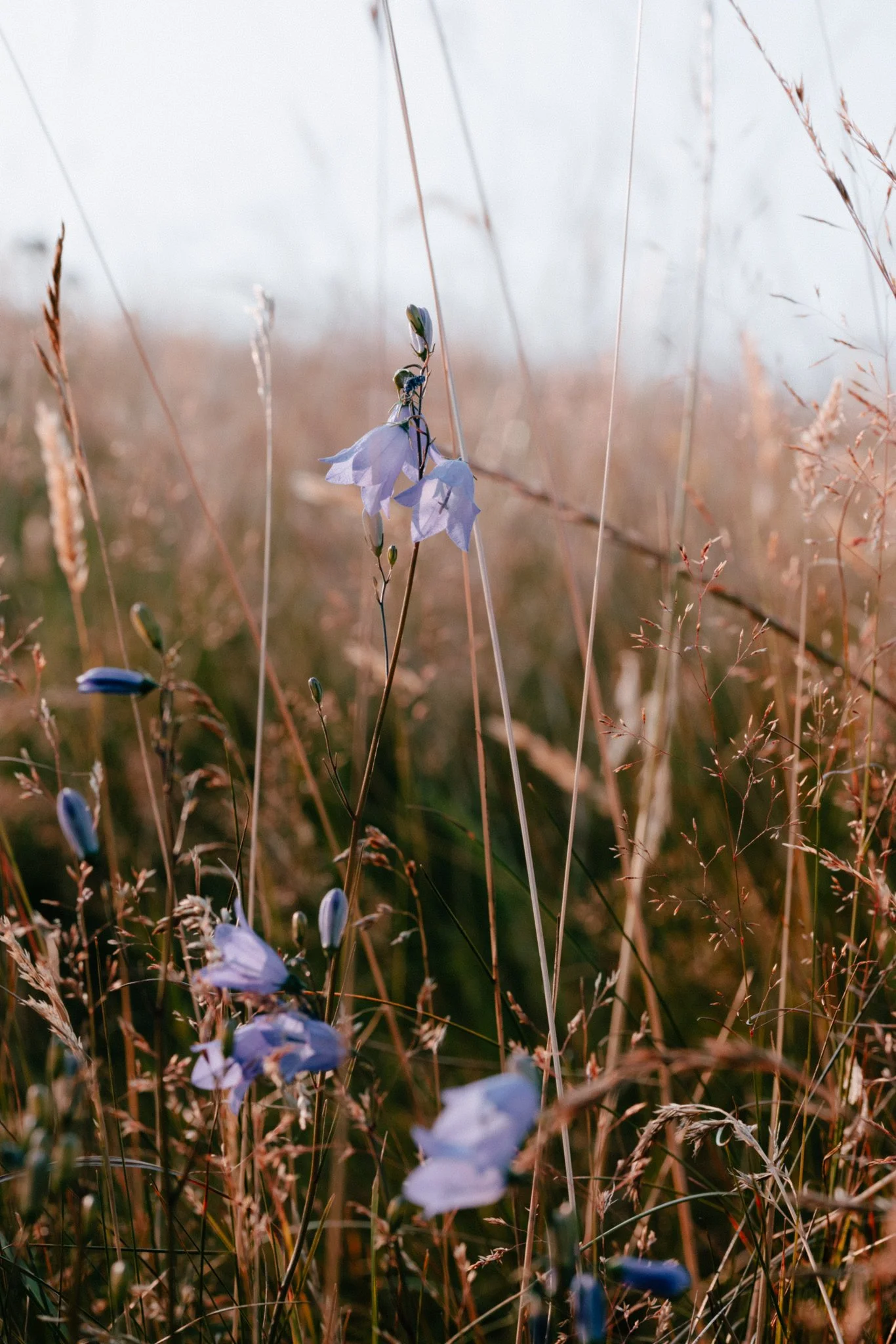Meadows-14.jpg