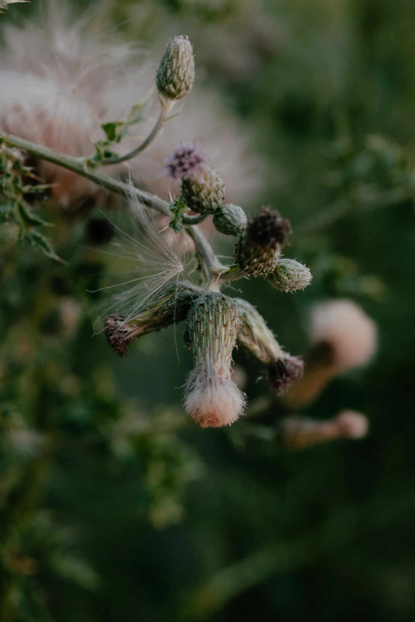 Meadows-09.jpg