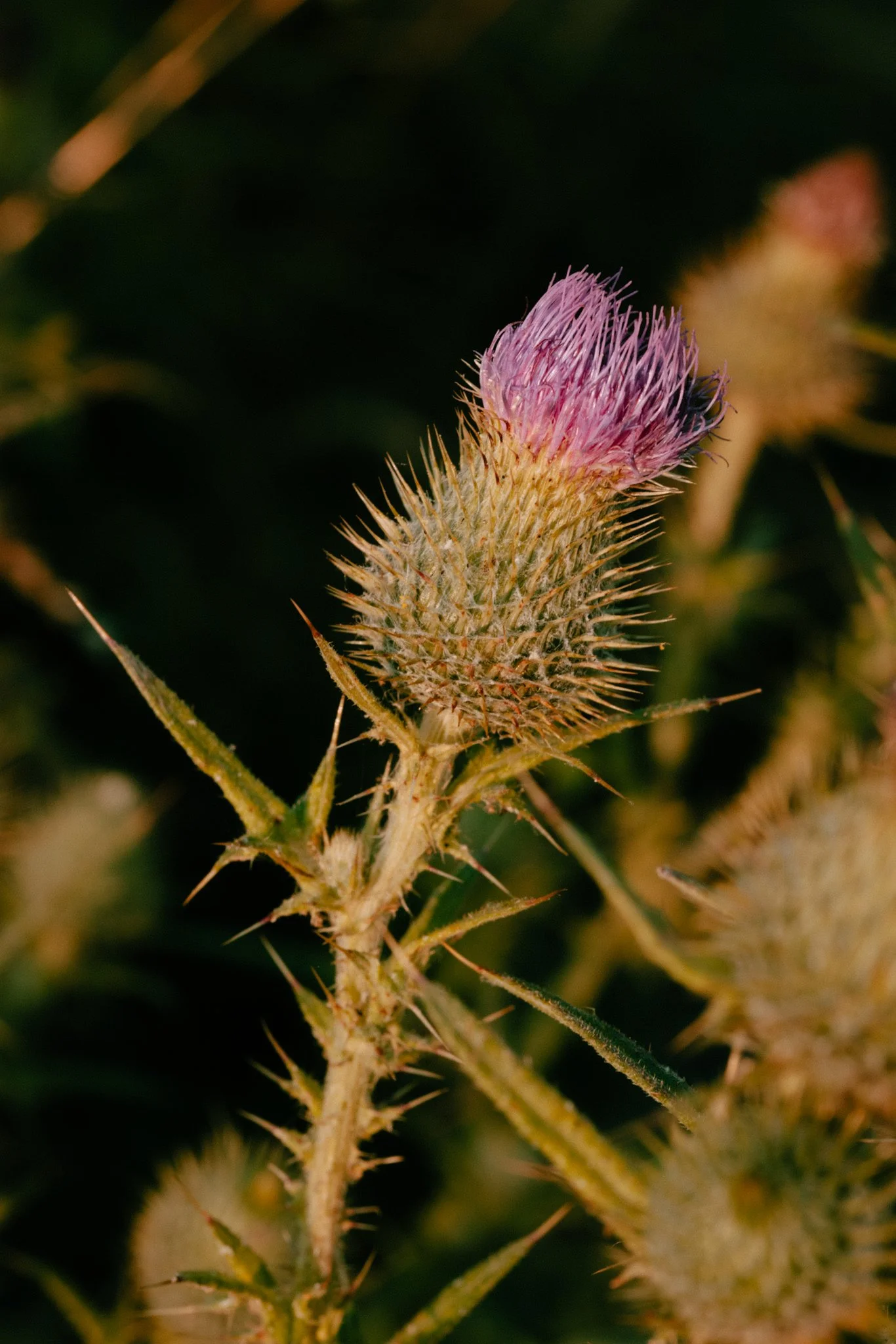 Meadows-13.jpg