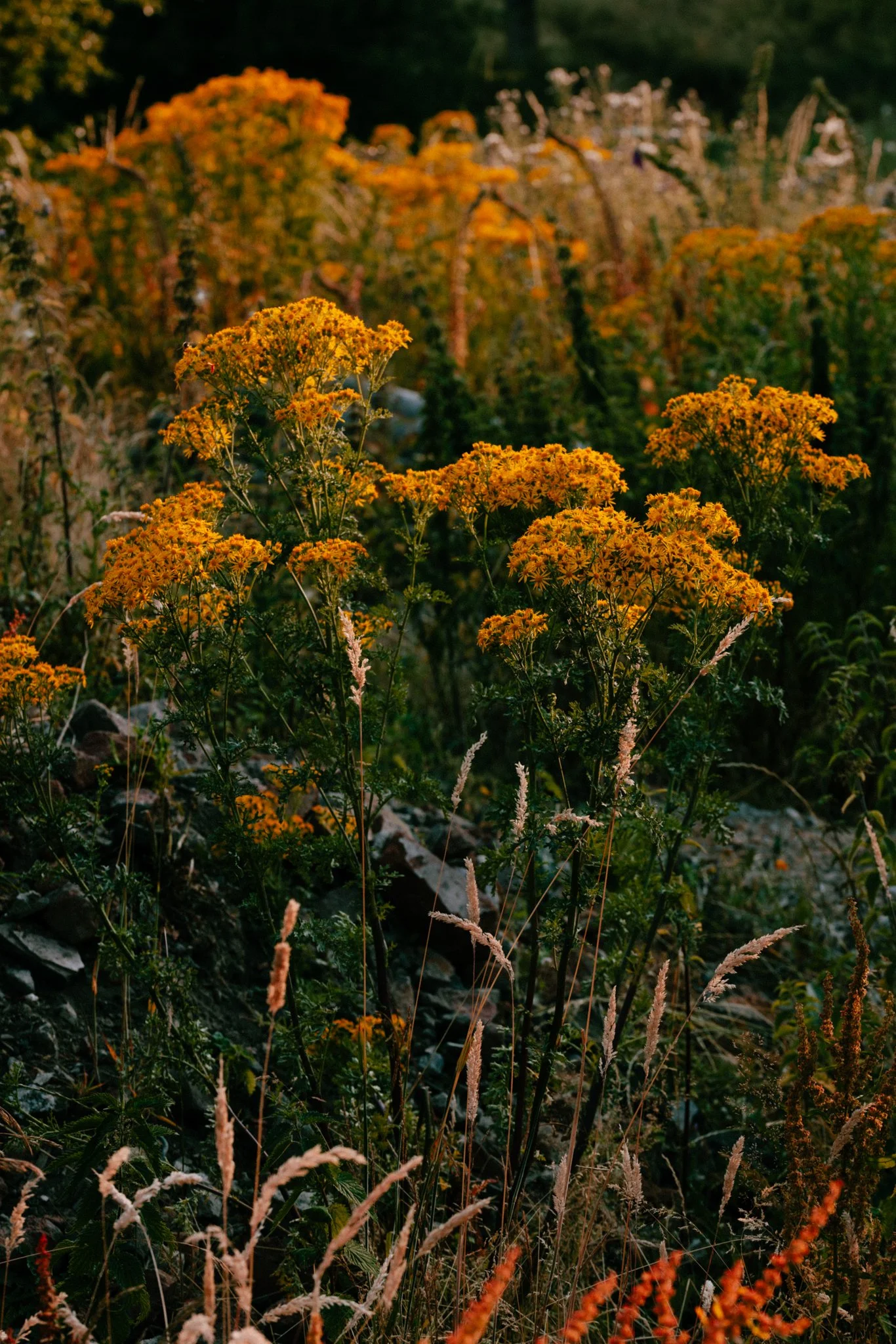 Meadows-16.jpg