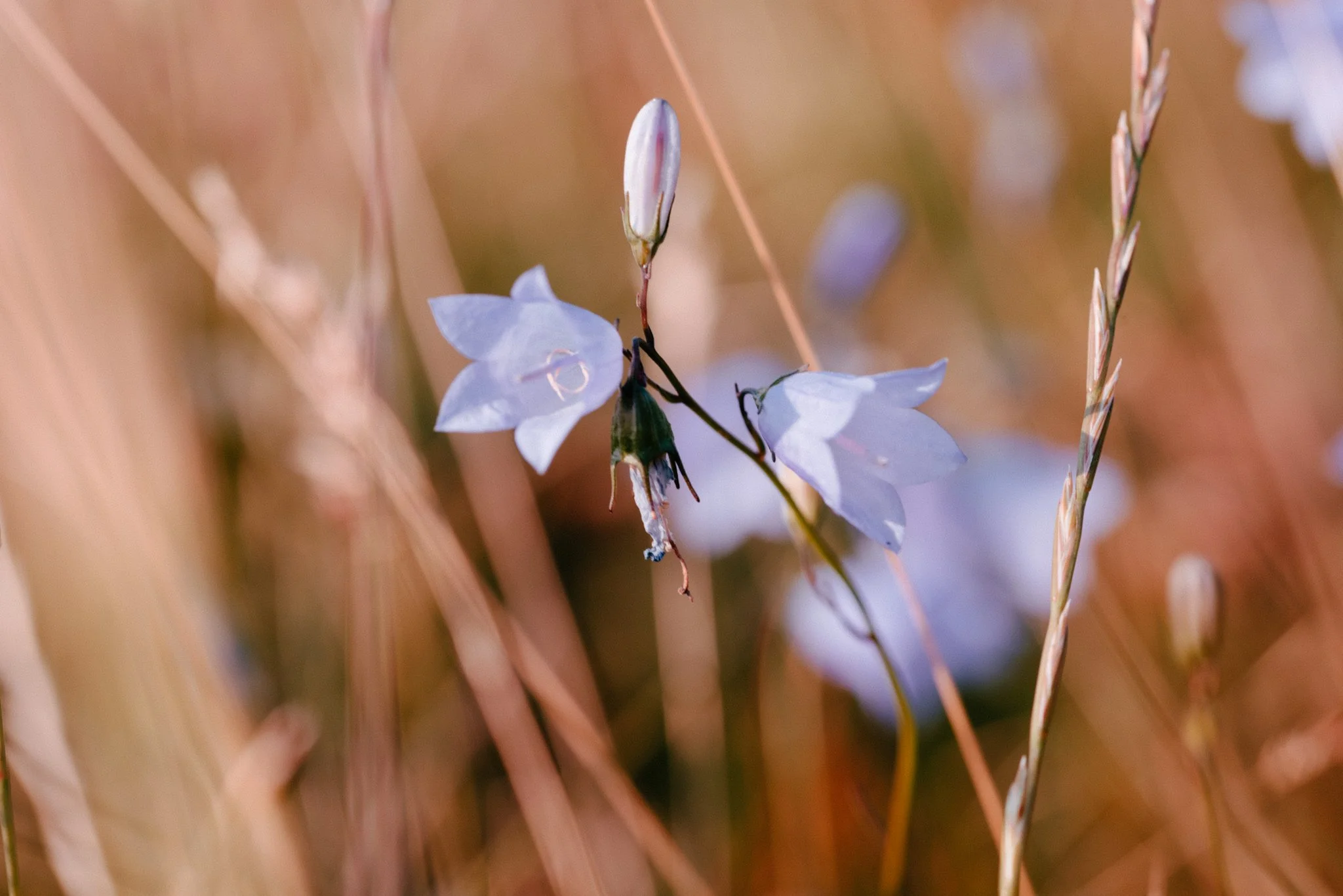 Meadows-19.jpg