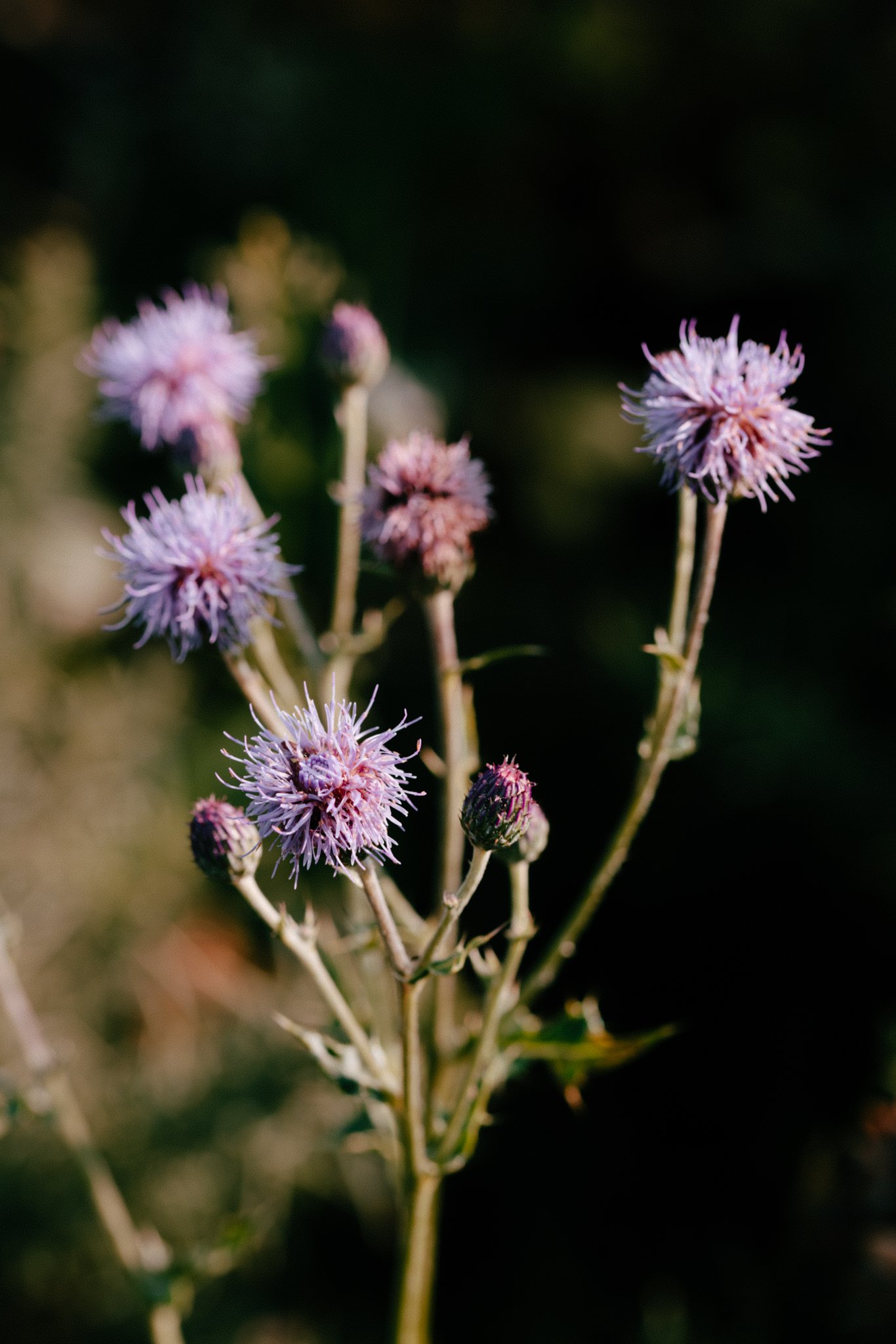 Meadows-24.jpg