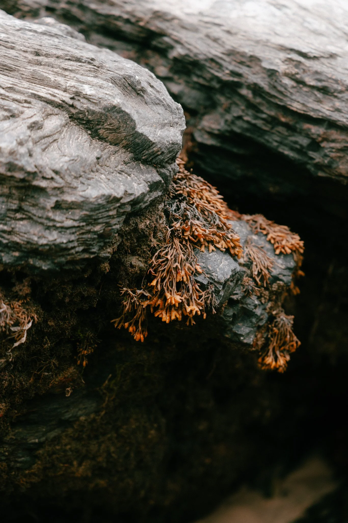Ood Anglesey Morgan Barfield-11.jpg