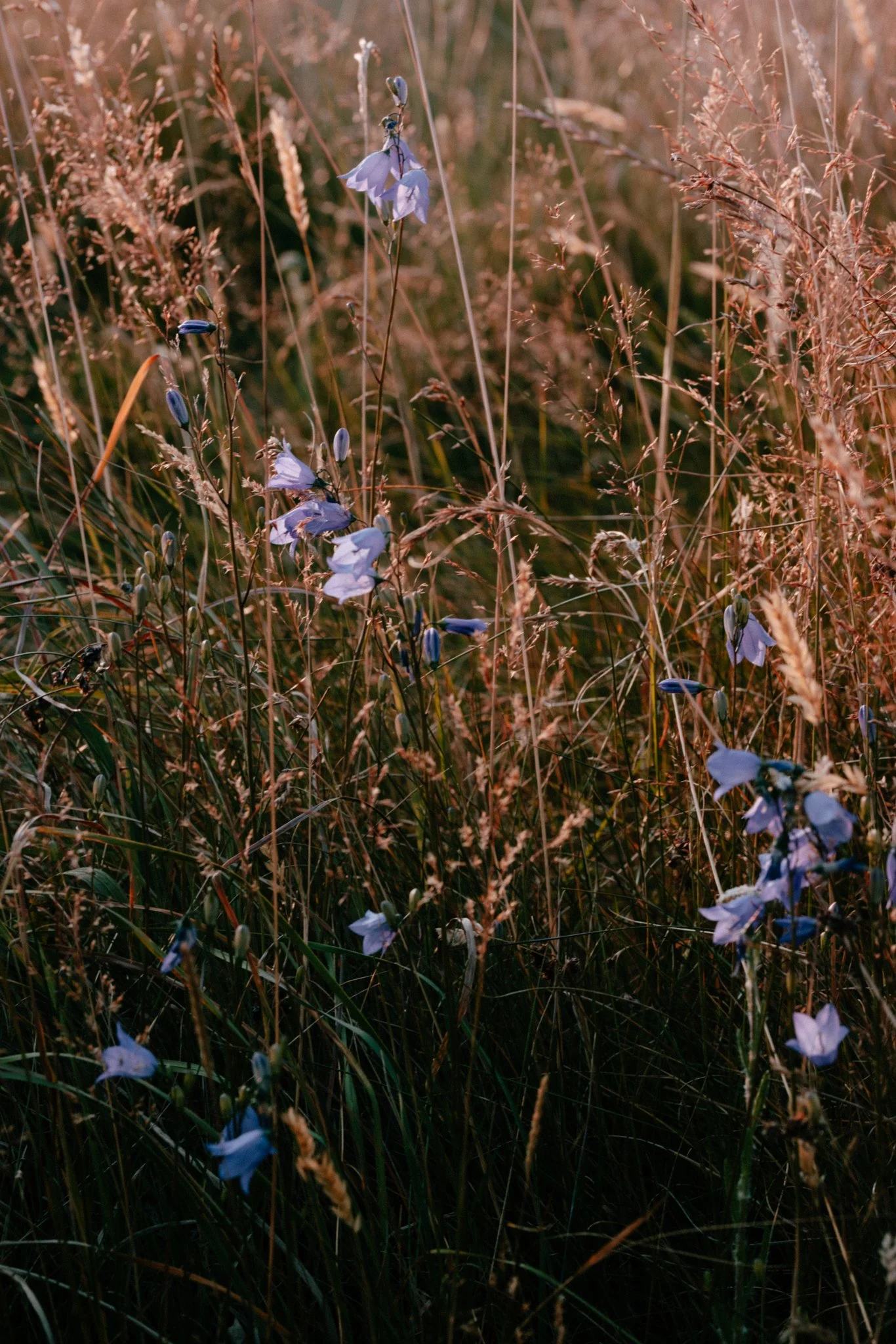 Meadows-15.jpg