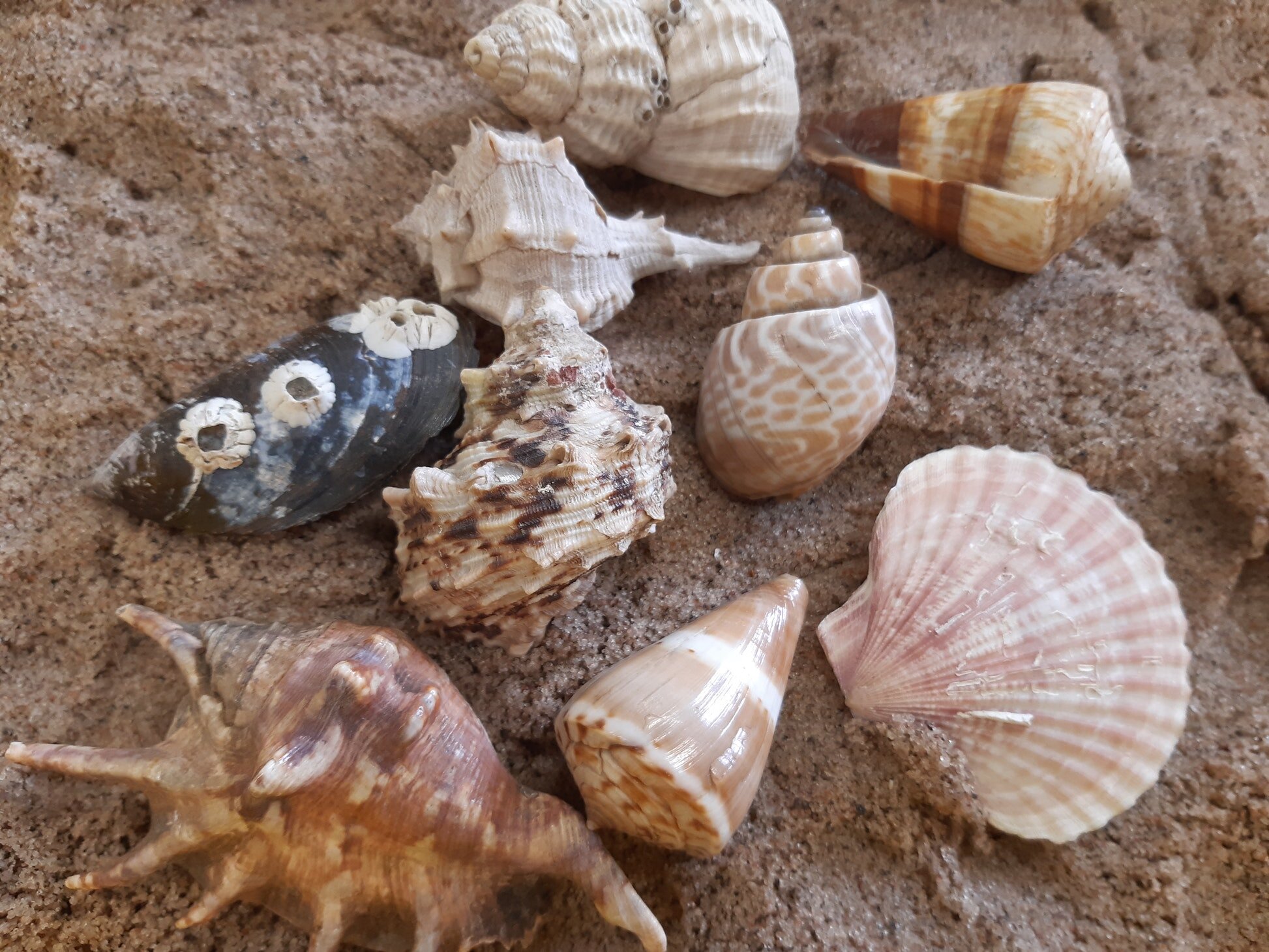 Shells-1.jpg