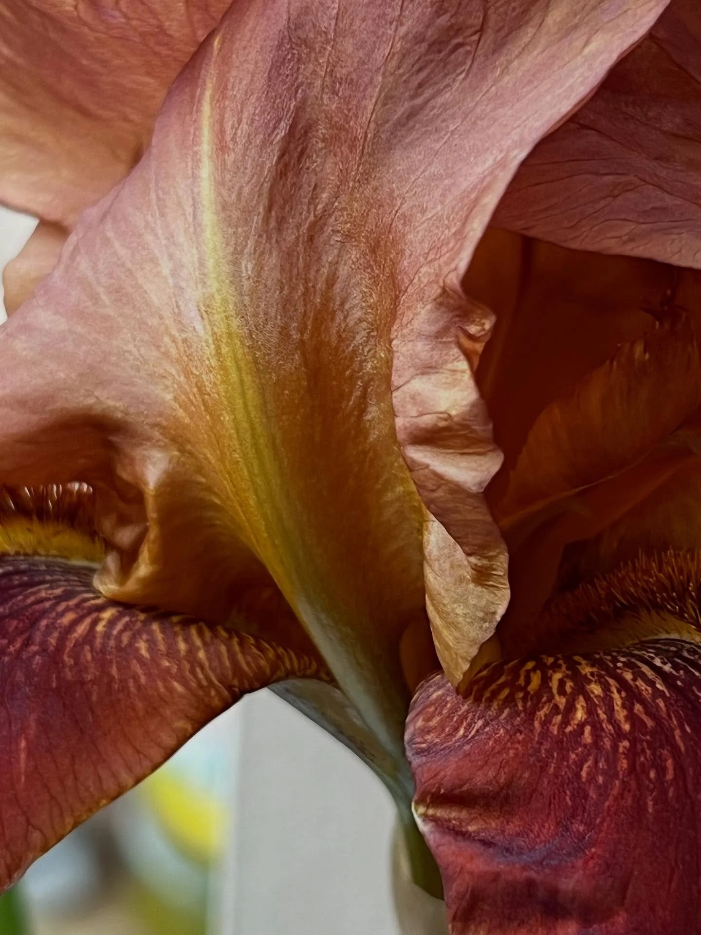 Recent porn. 

#flowerporn #londonflorist #flowershop #flowerlover