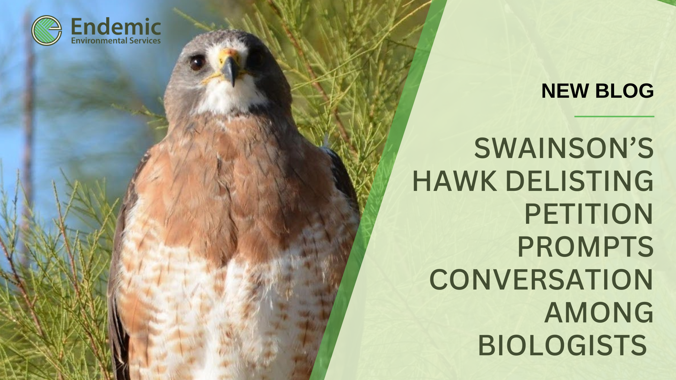 Swainson’s Hawk Delisting Prompts Conversation Among Wildlife Biologists
