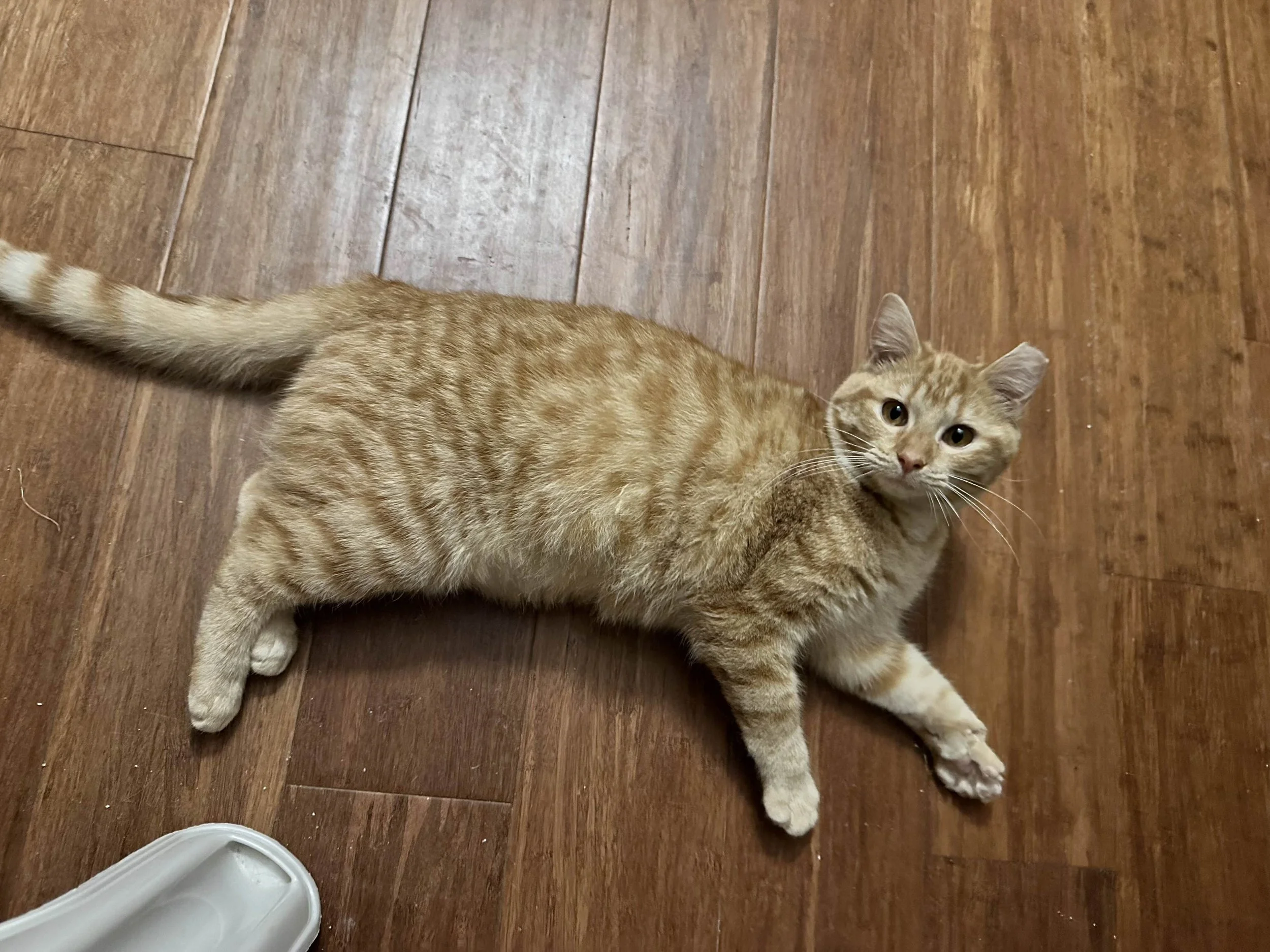 Opalite &amp; Ophelia