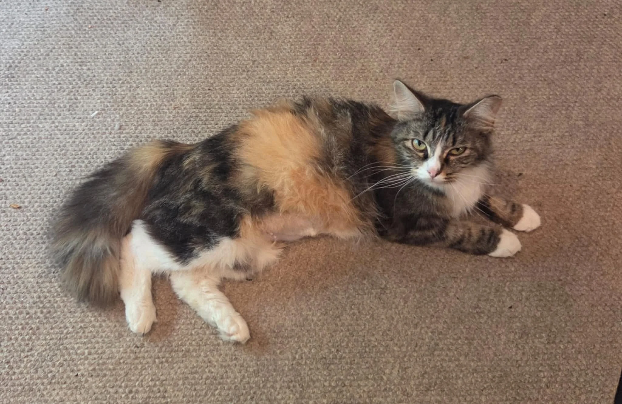 Coco &amp; kittens