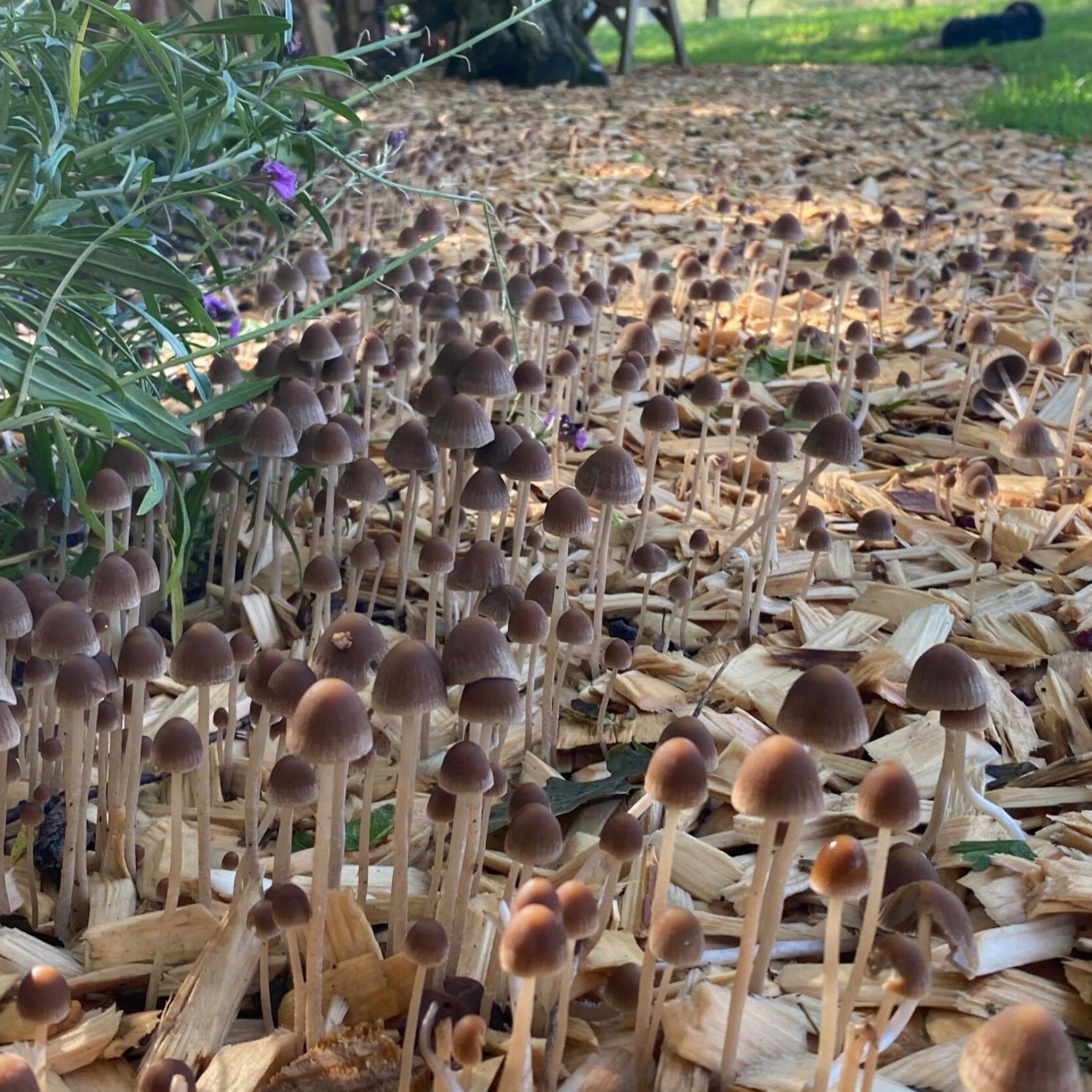 mushrooms1-sq.jpg