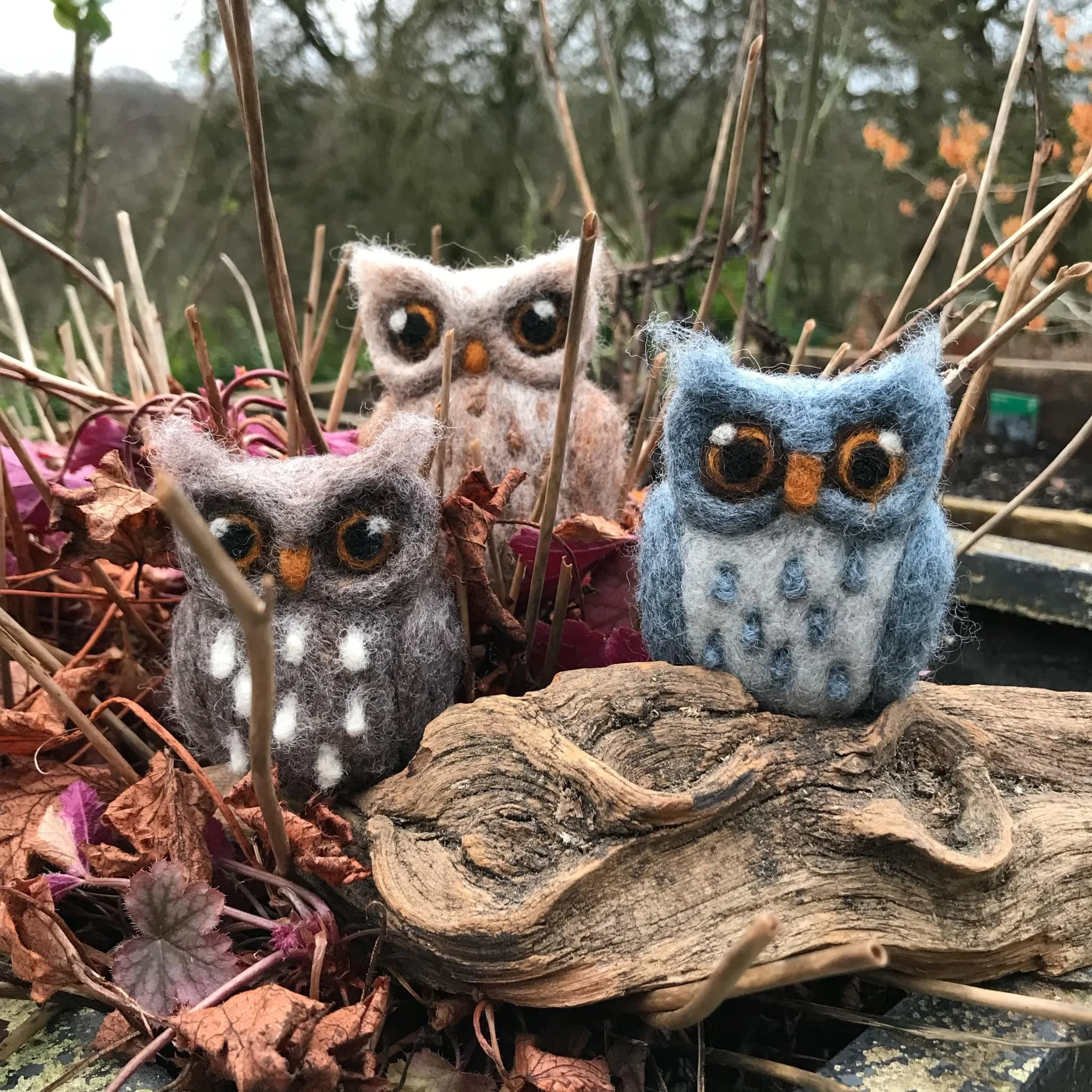 Wise Owl | Sunday 29th of March