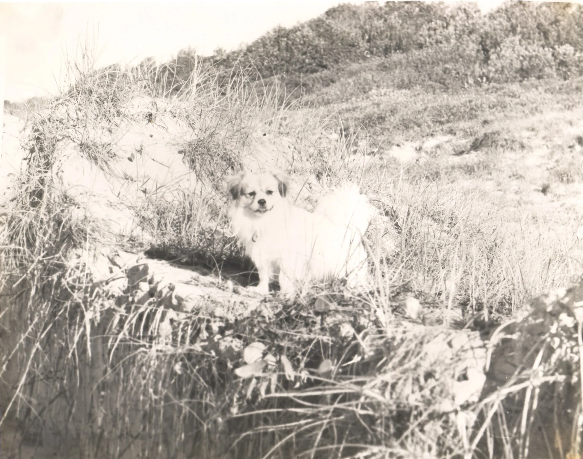 Thirty-one - Old Dog