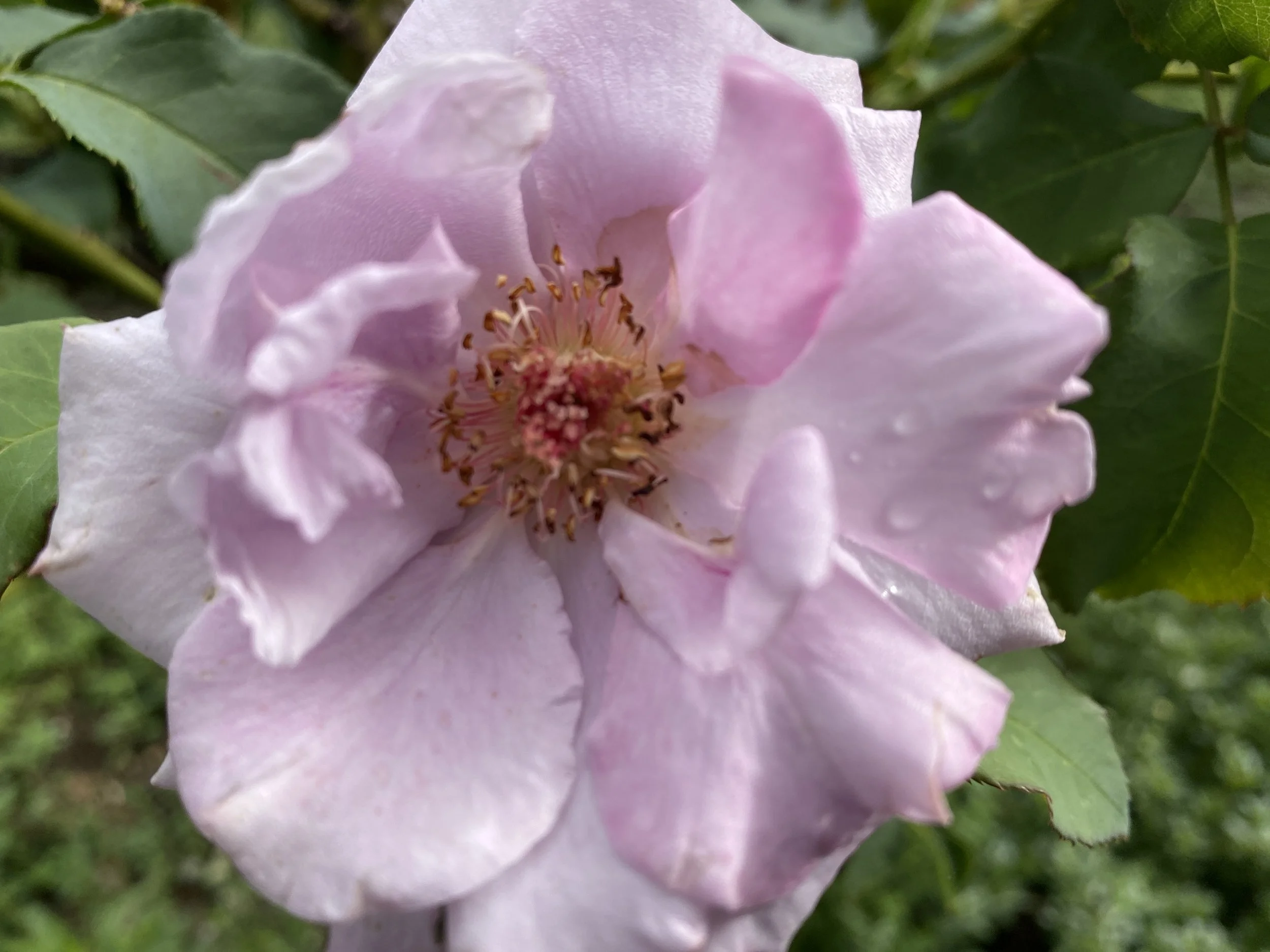 Thirty-three - Drowning in a Sea of Flowers