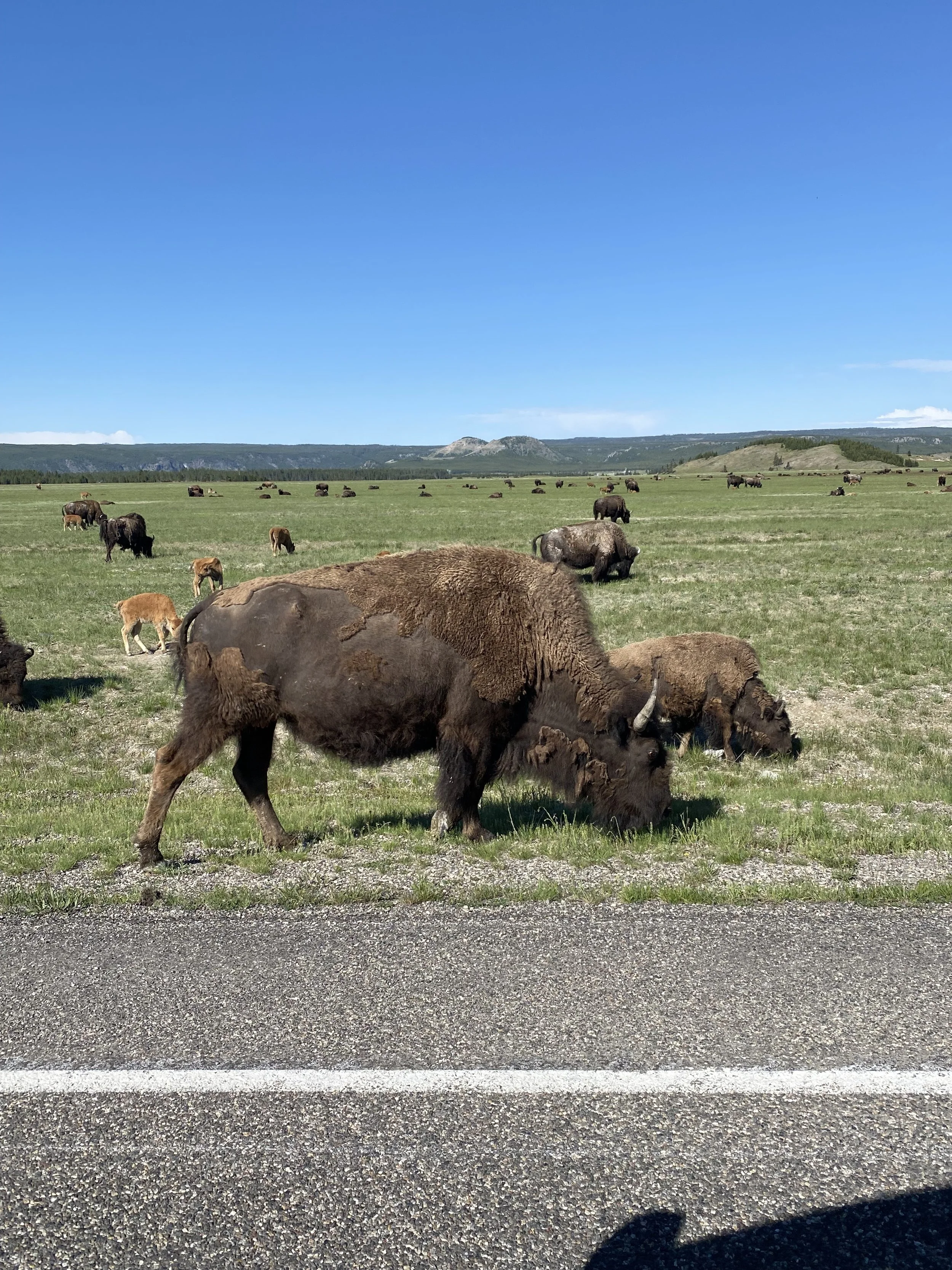 Bison at Yellowstone National Park