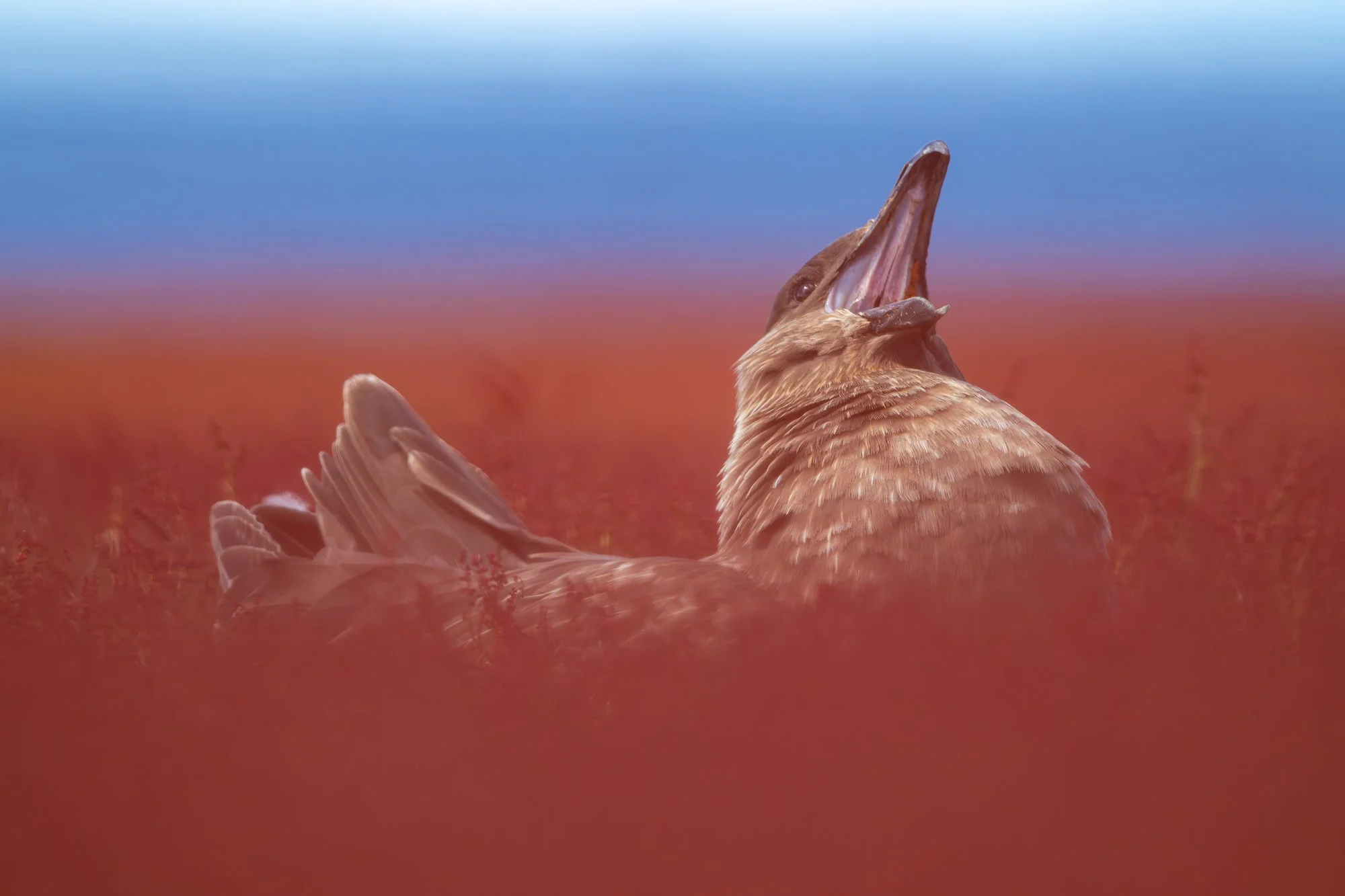 Falkland skua, Falkland Islands