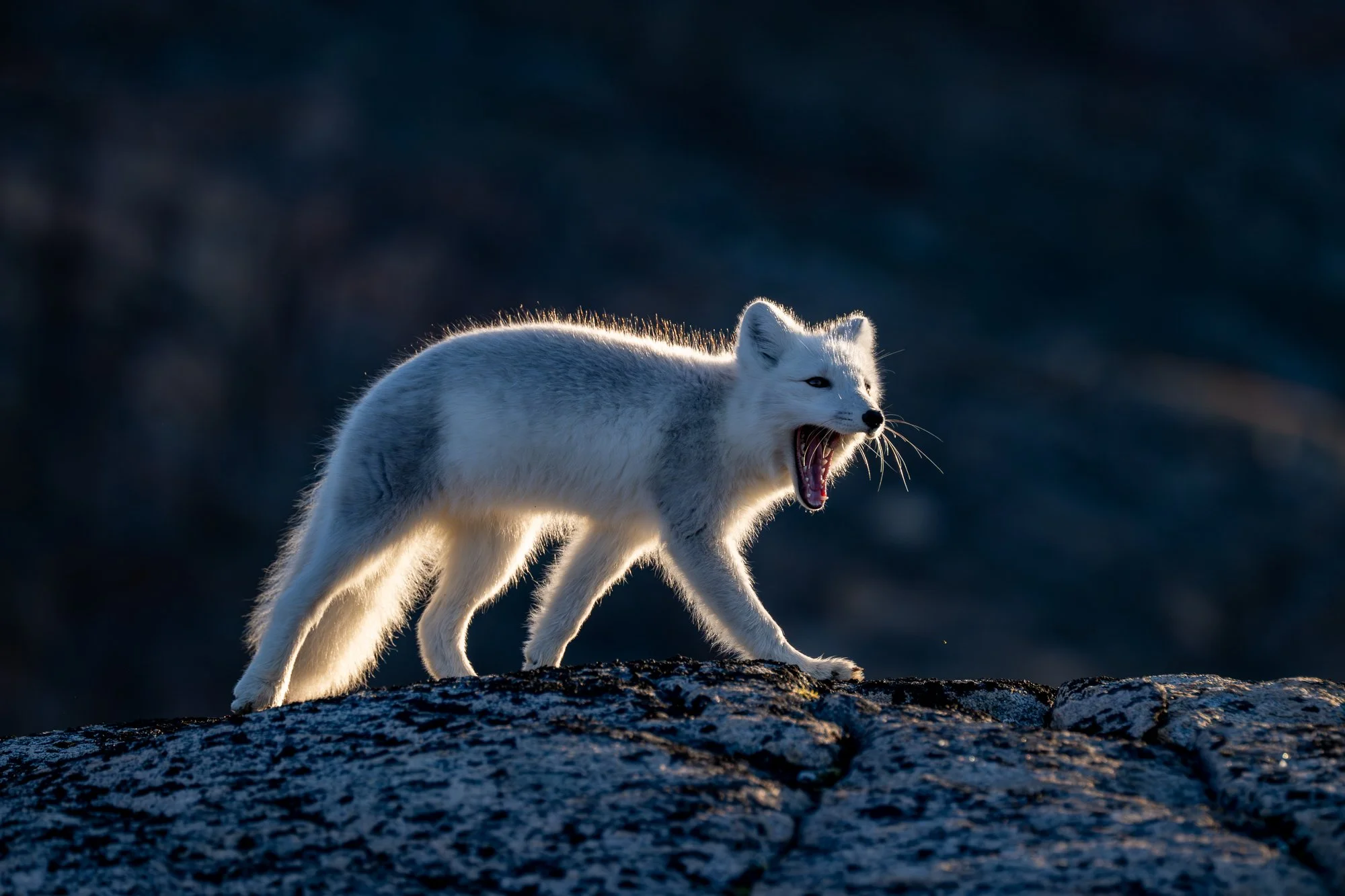 Arctic fox, Greenland