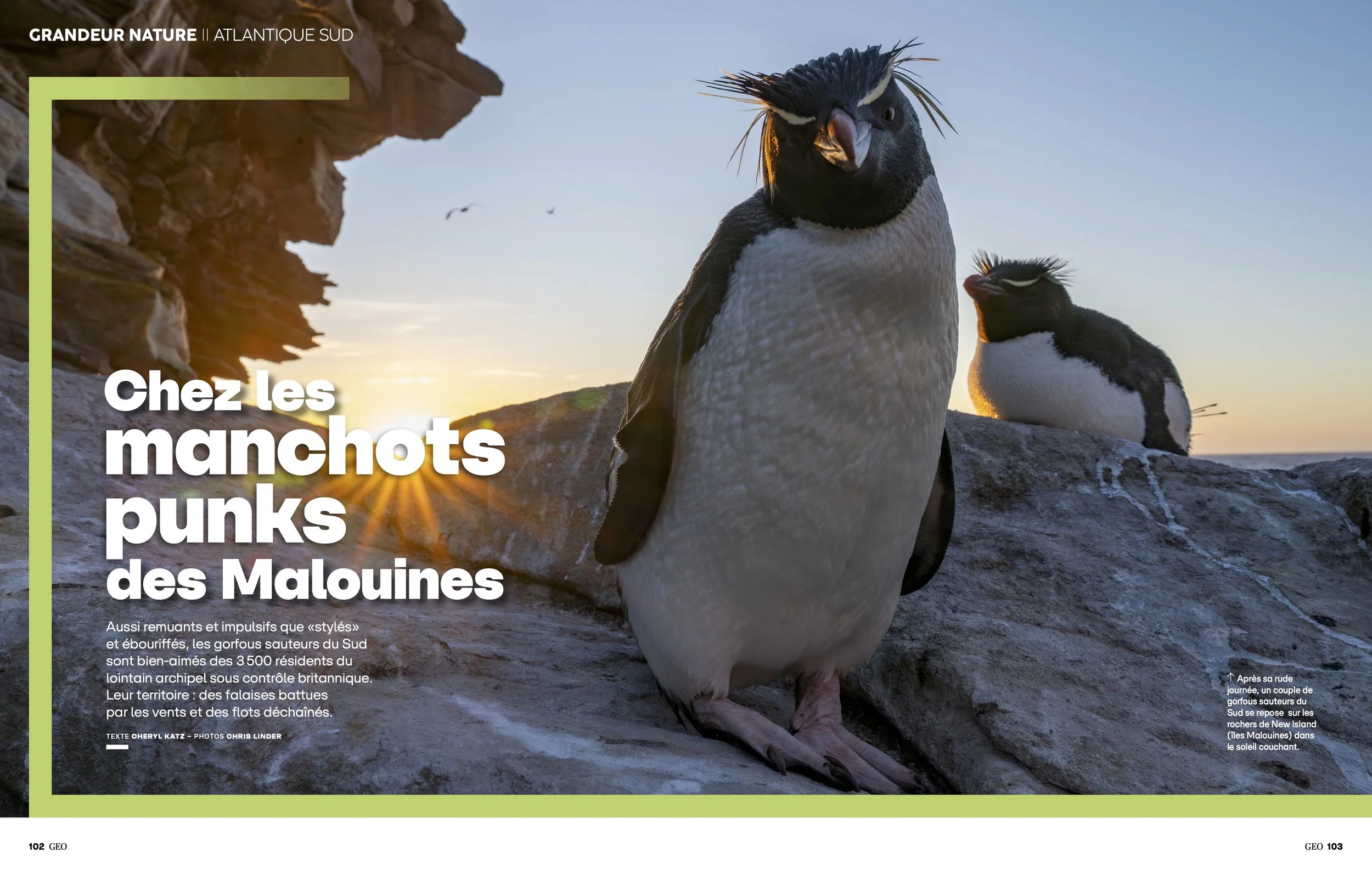 Chez les manchots punks des Malouines,  GEO (France) , September 27, 2026