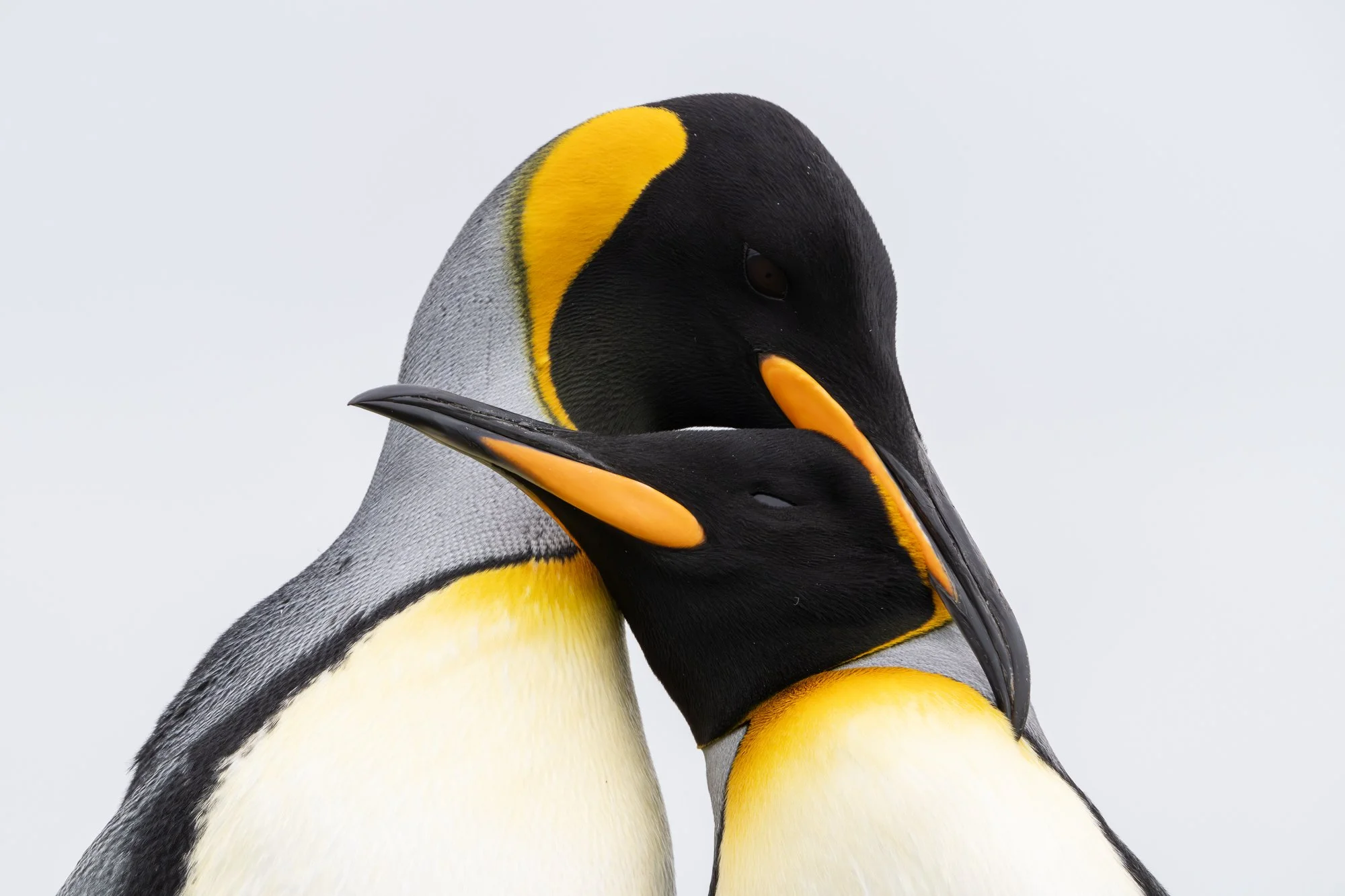 King penguins, Falkland Islands