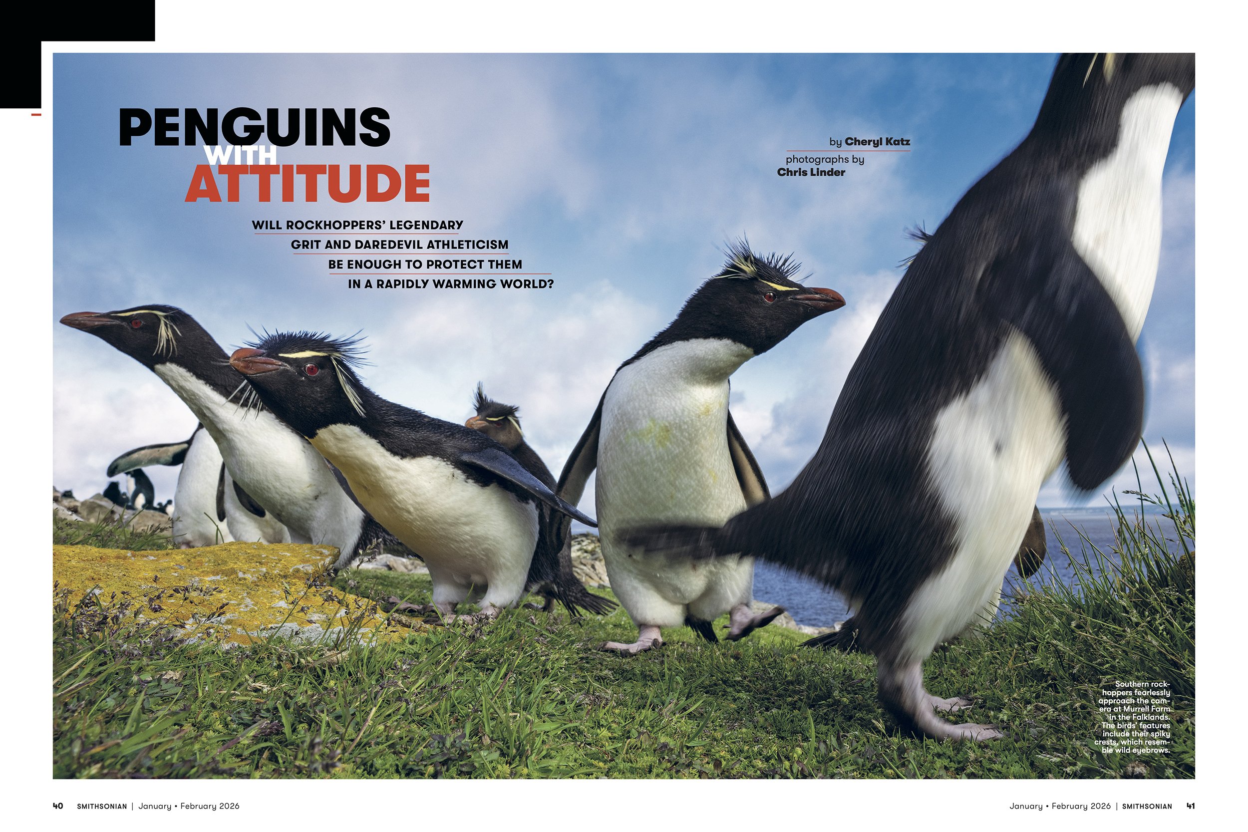 Penguins with Attitude,  Smithsonian , January-February 2026