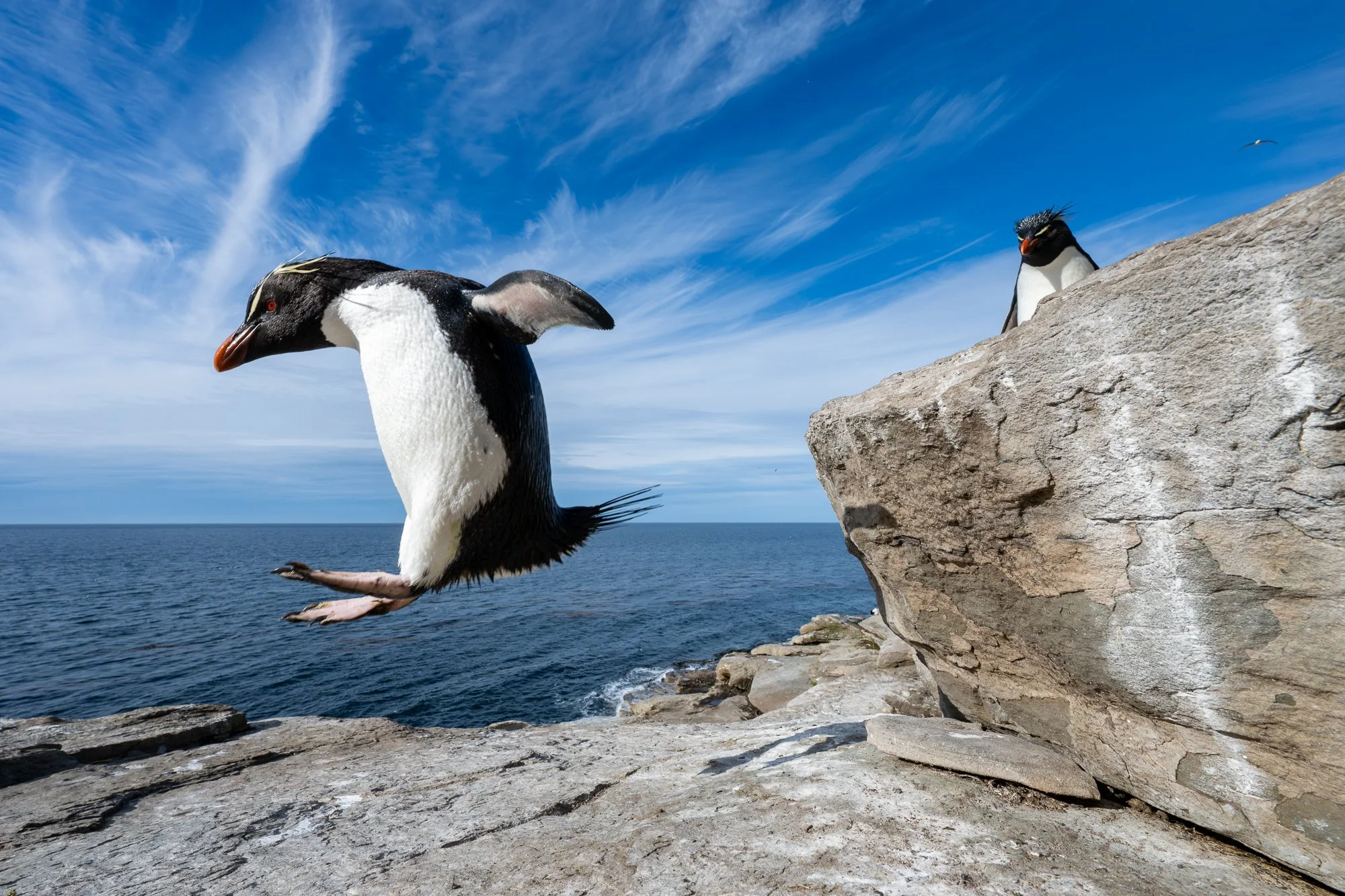 Rockhopper penguin, Falkland Islands